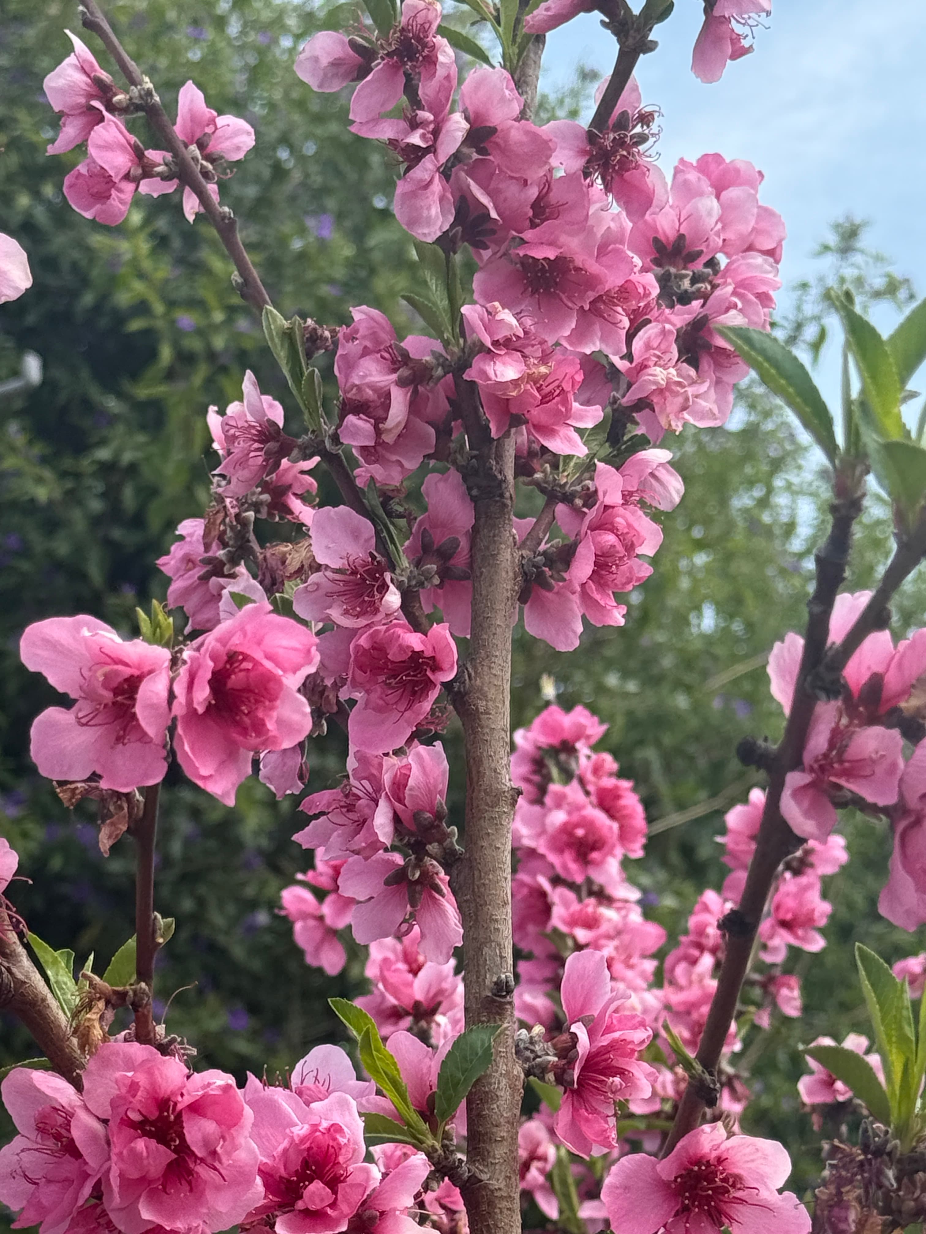 Cover Image for Gorgeous Nectarine Flowers