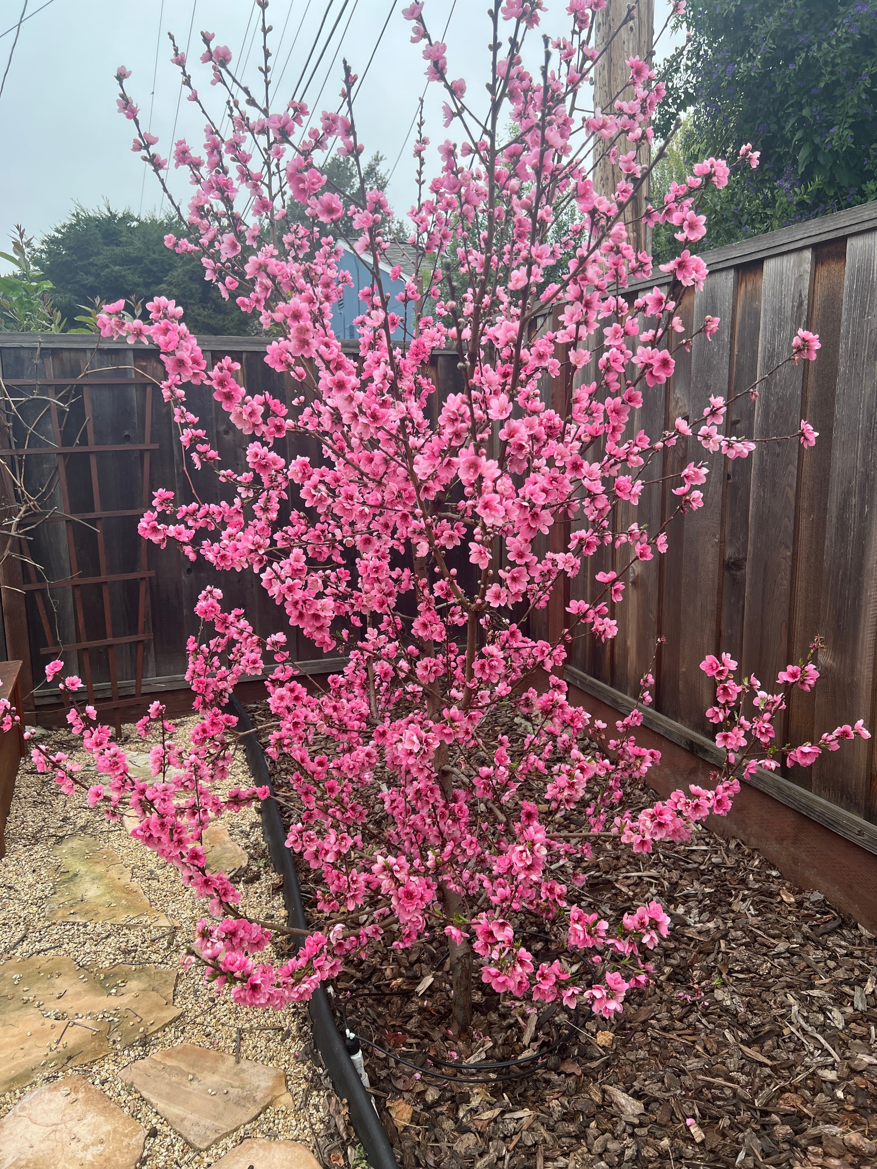 Second Photo for Gorgeous Nectarine Flowers