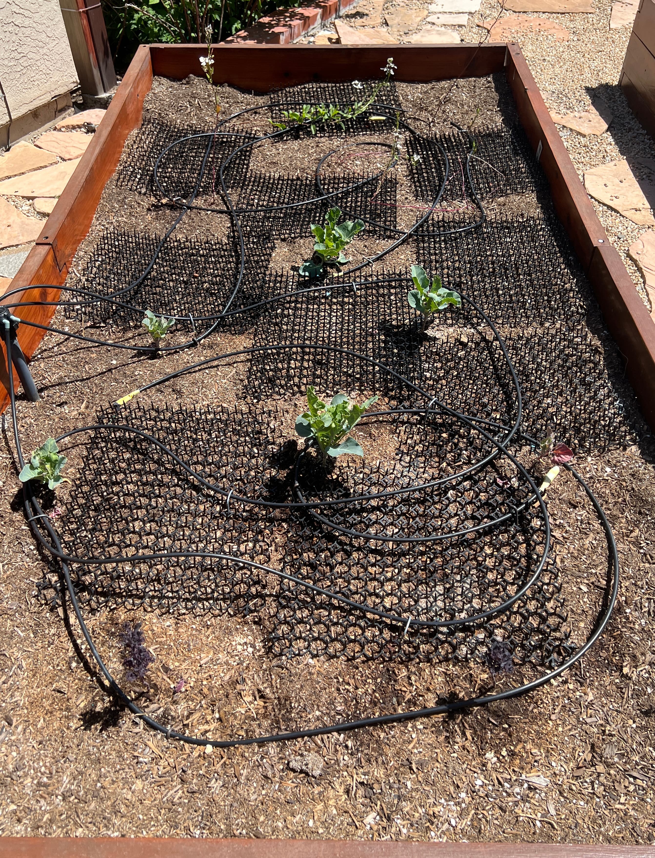 Cover Image for No, this is not a litter box