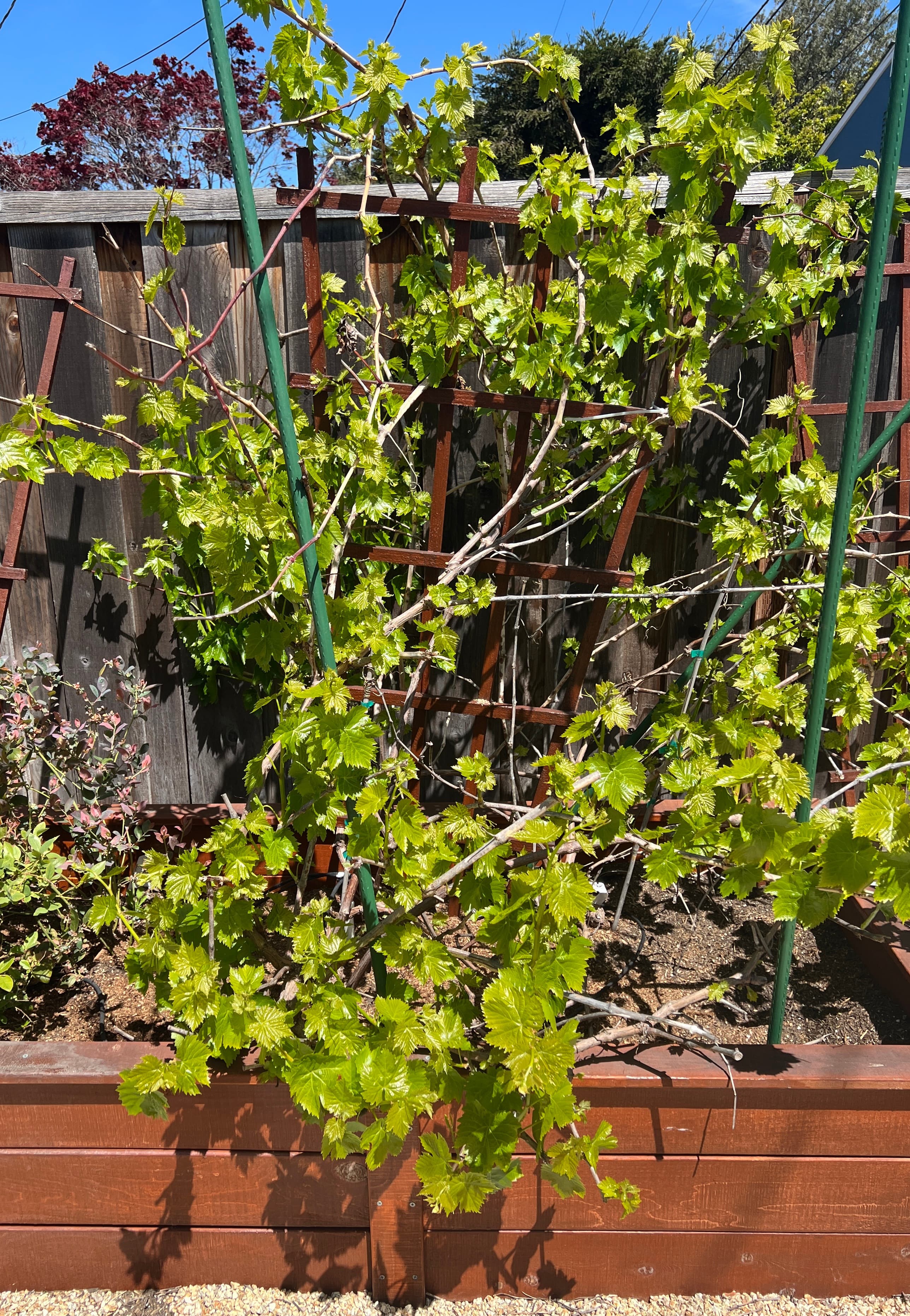 Cover Image for Grape Bush