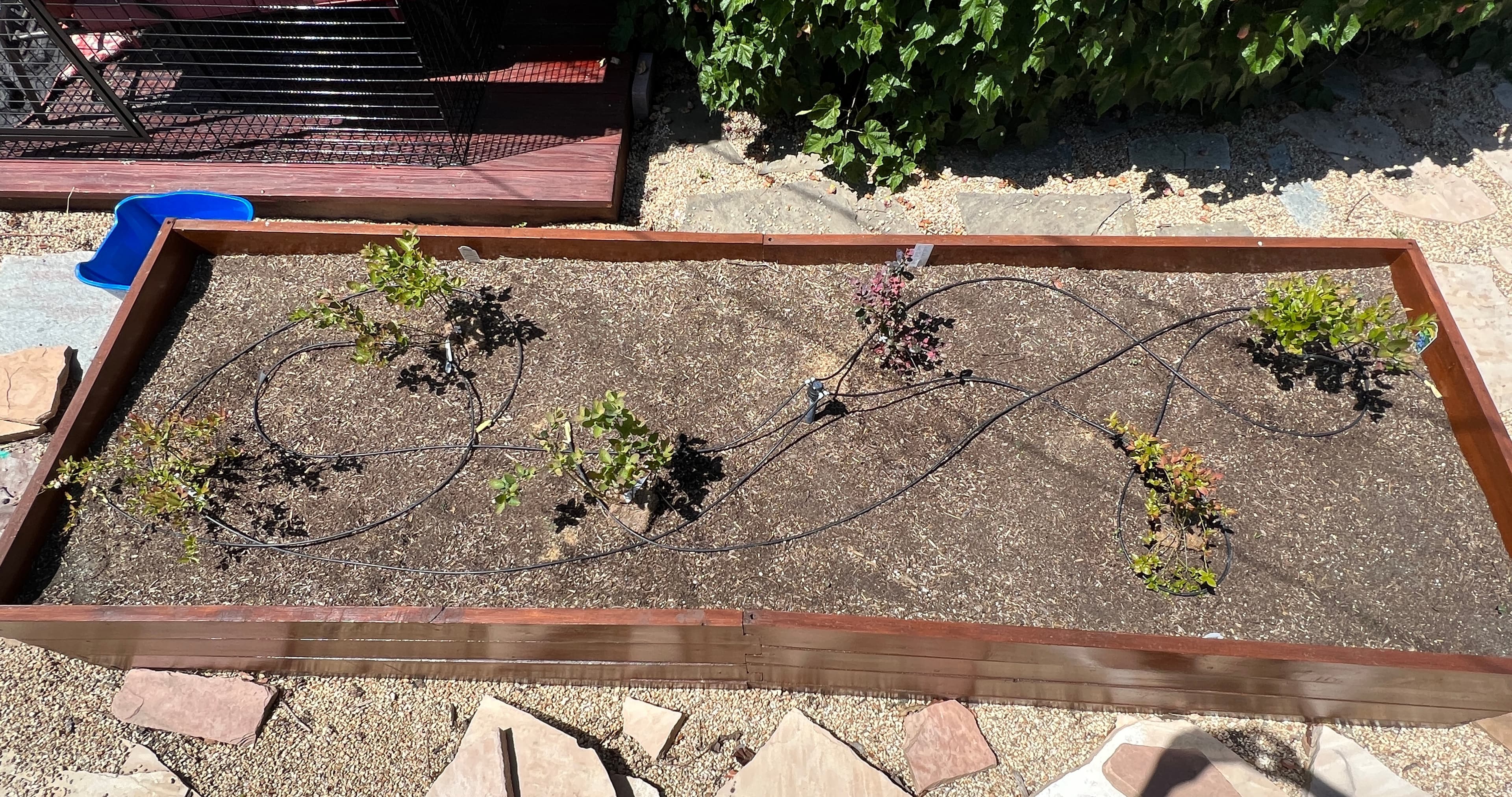 Cover Image for Large 4 by 12 Box Filled with Blueberries