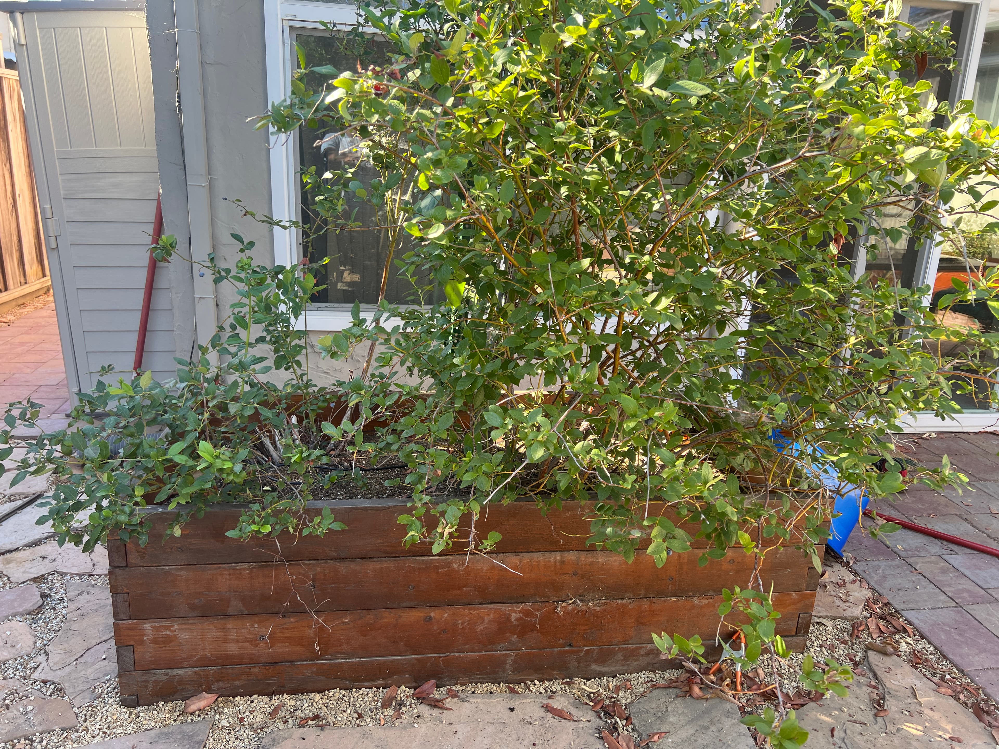 Cover Image for Original Blueberry Box in 2023