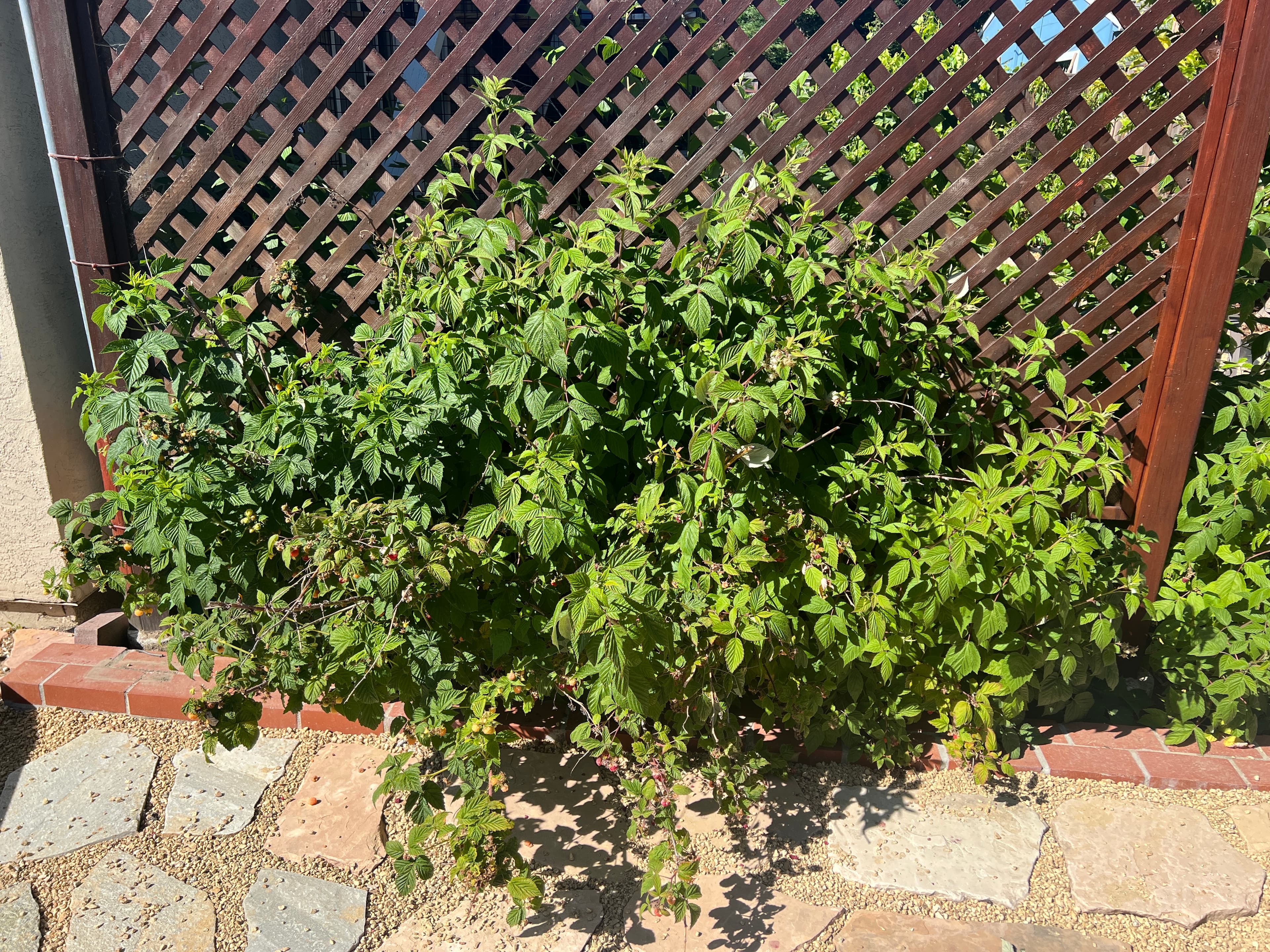 Cover Image for Raspberry Bush Starting to Take Hold in 2023