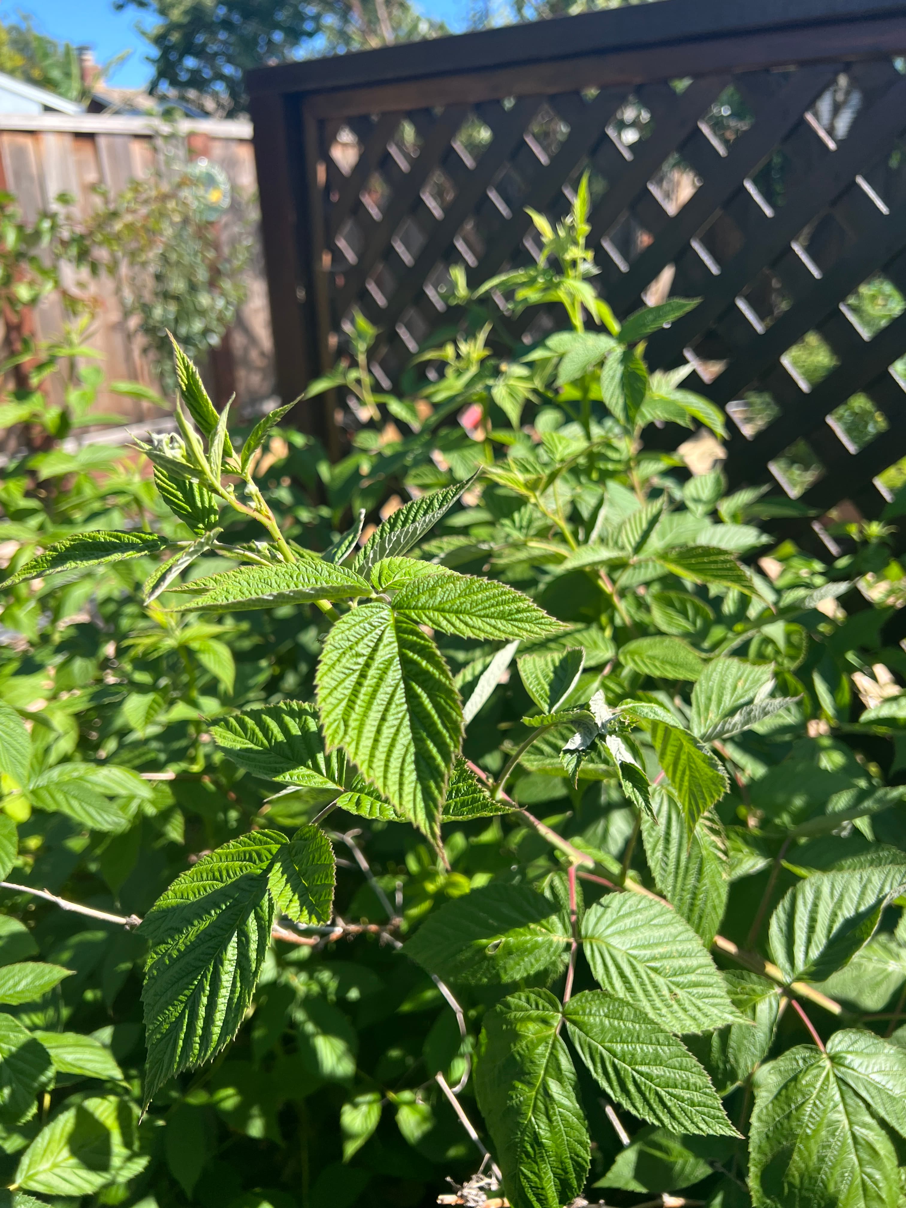 Second Photo for Raspberry Bush Starting to Take Hold in 2023