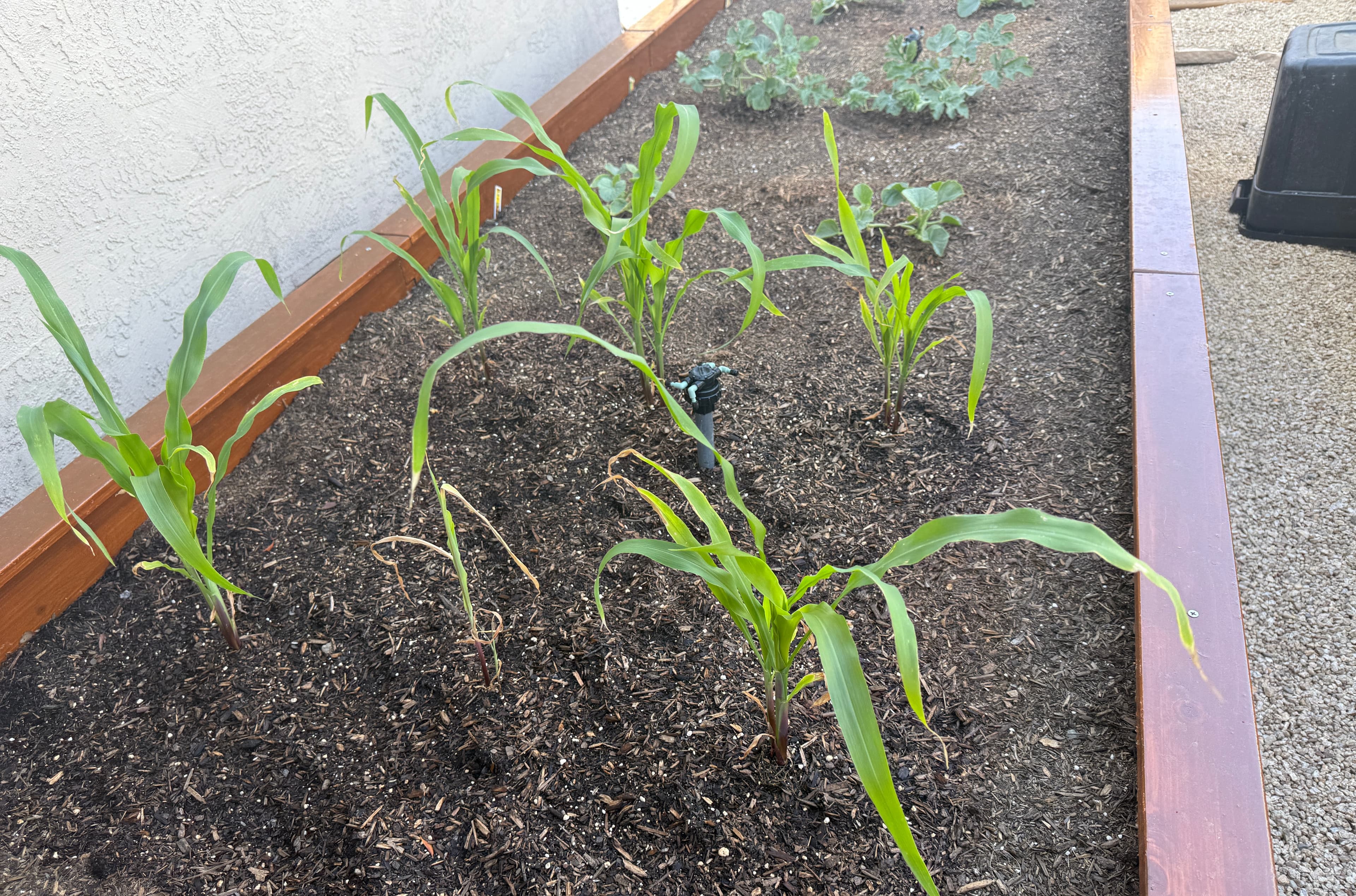 Cover Image for Corn was fairly productive in 2025