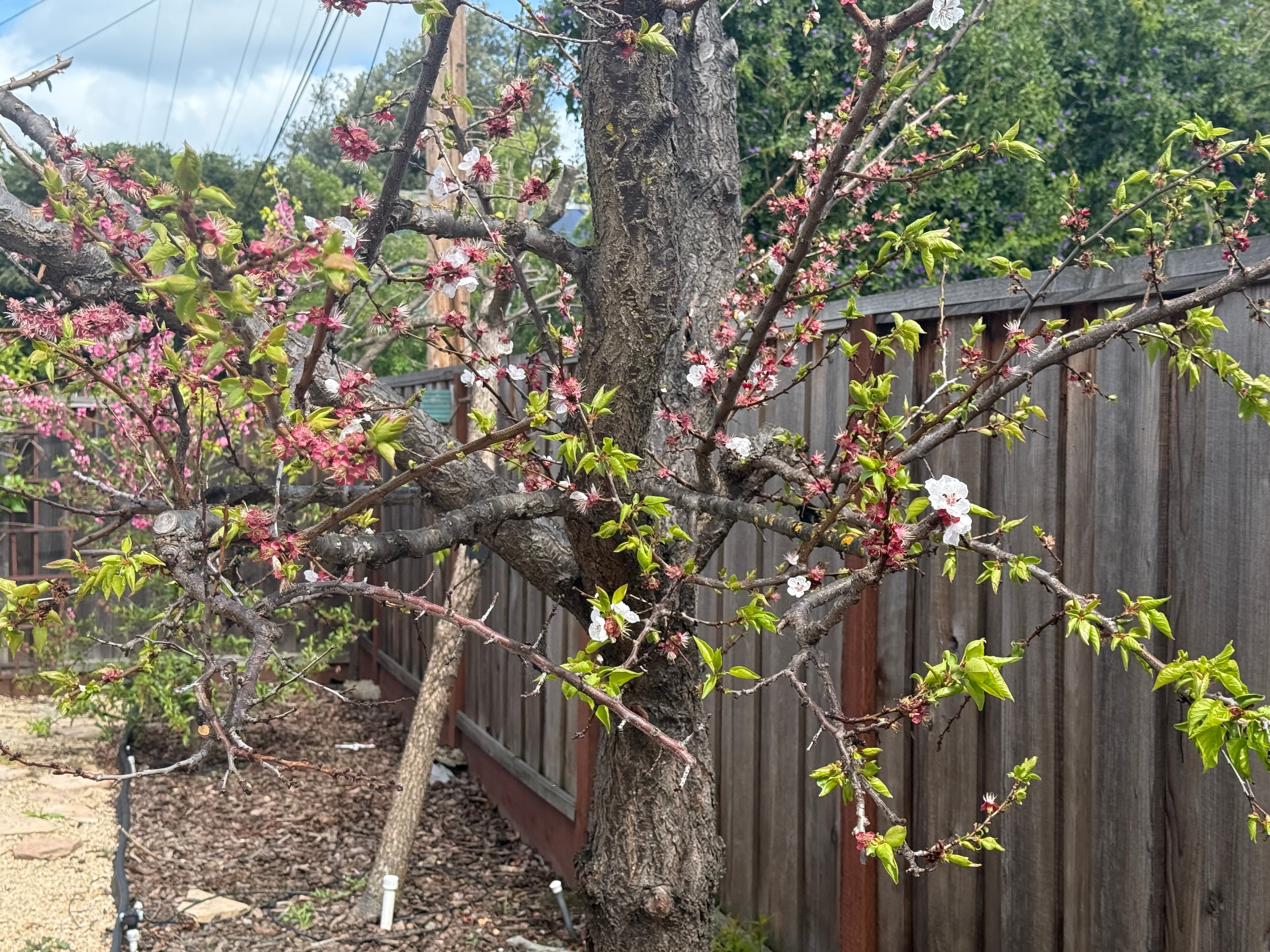 Apricot tree at Our Fremont Farm
