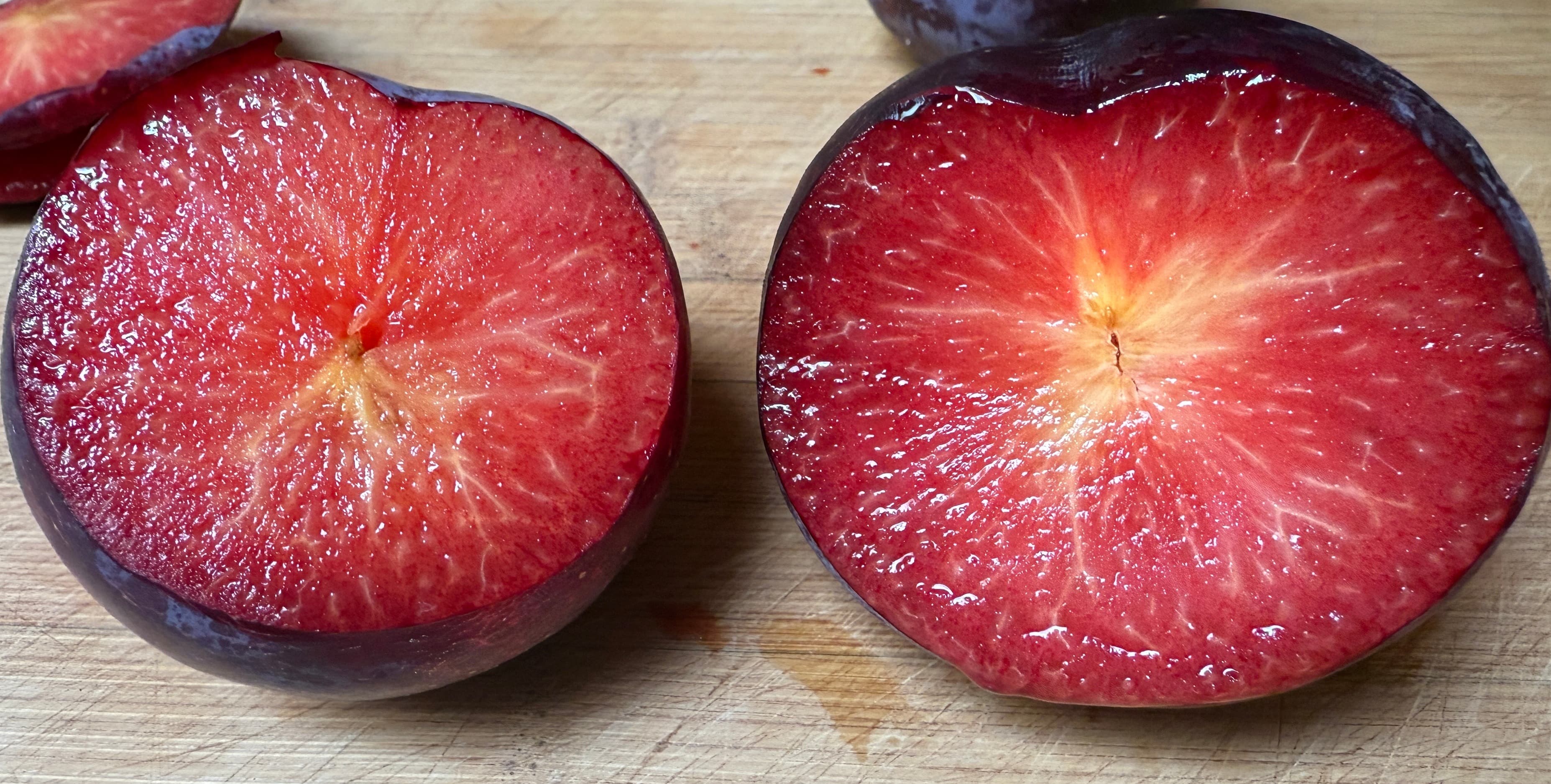 Pluot tree at Our Fremont Farm