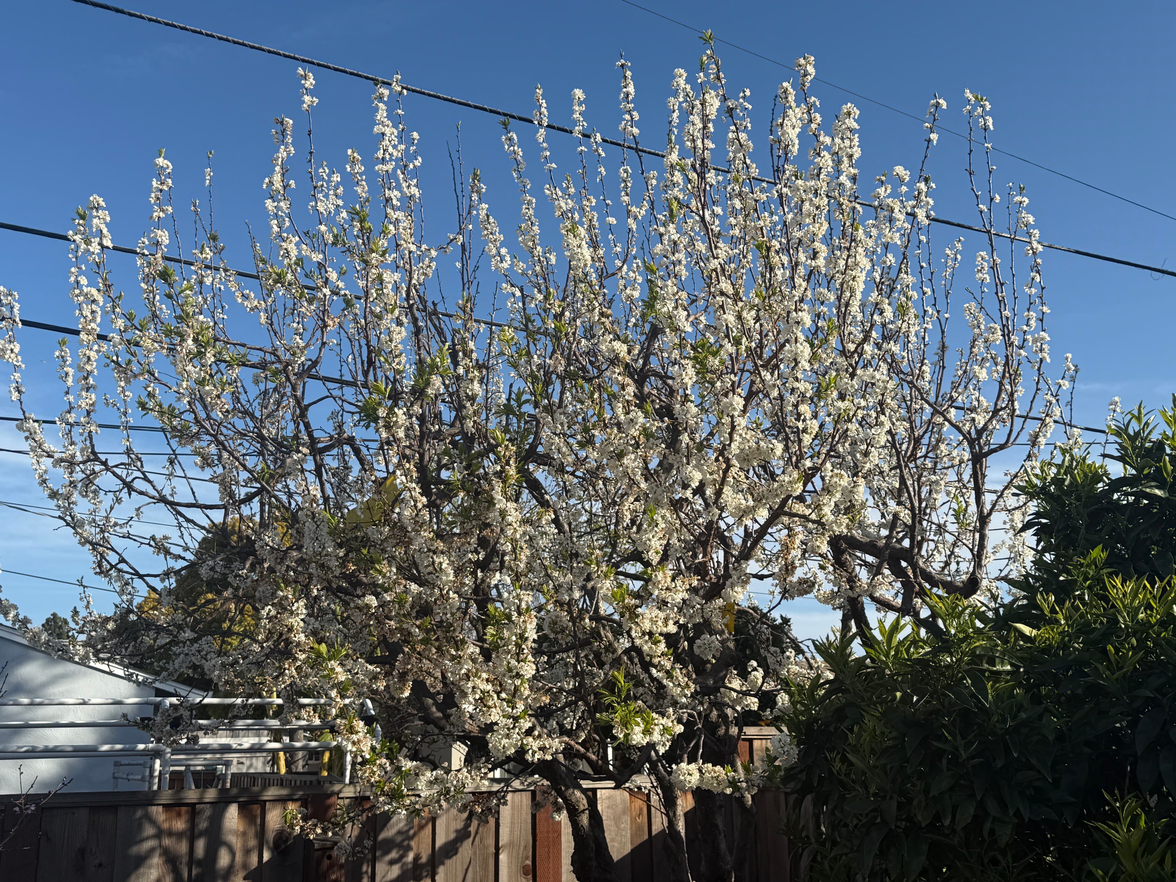 Pluot flowers at Our Fremont Farm