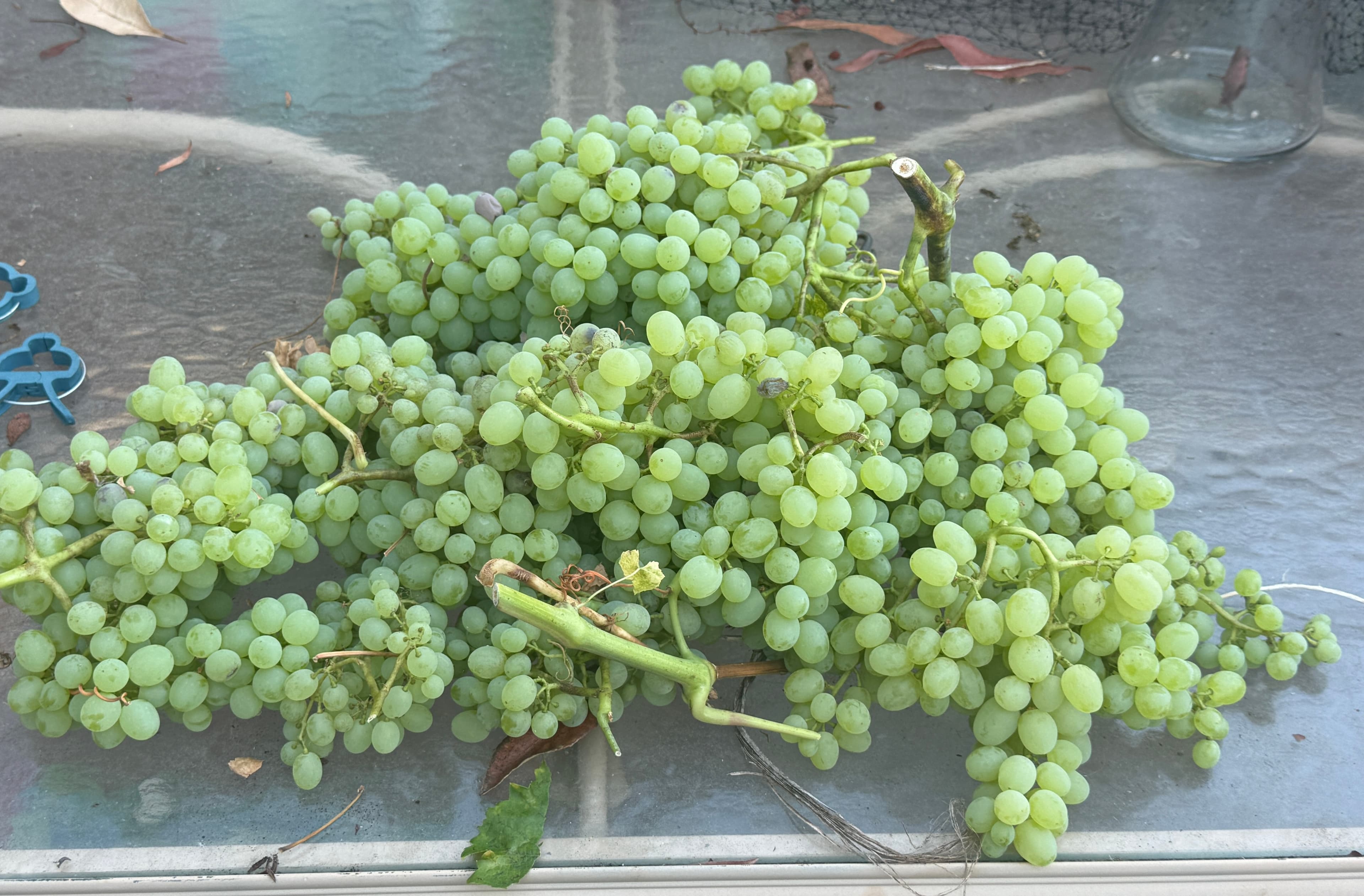 Grapes at Our Fremont Farm