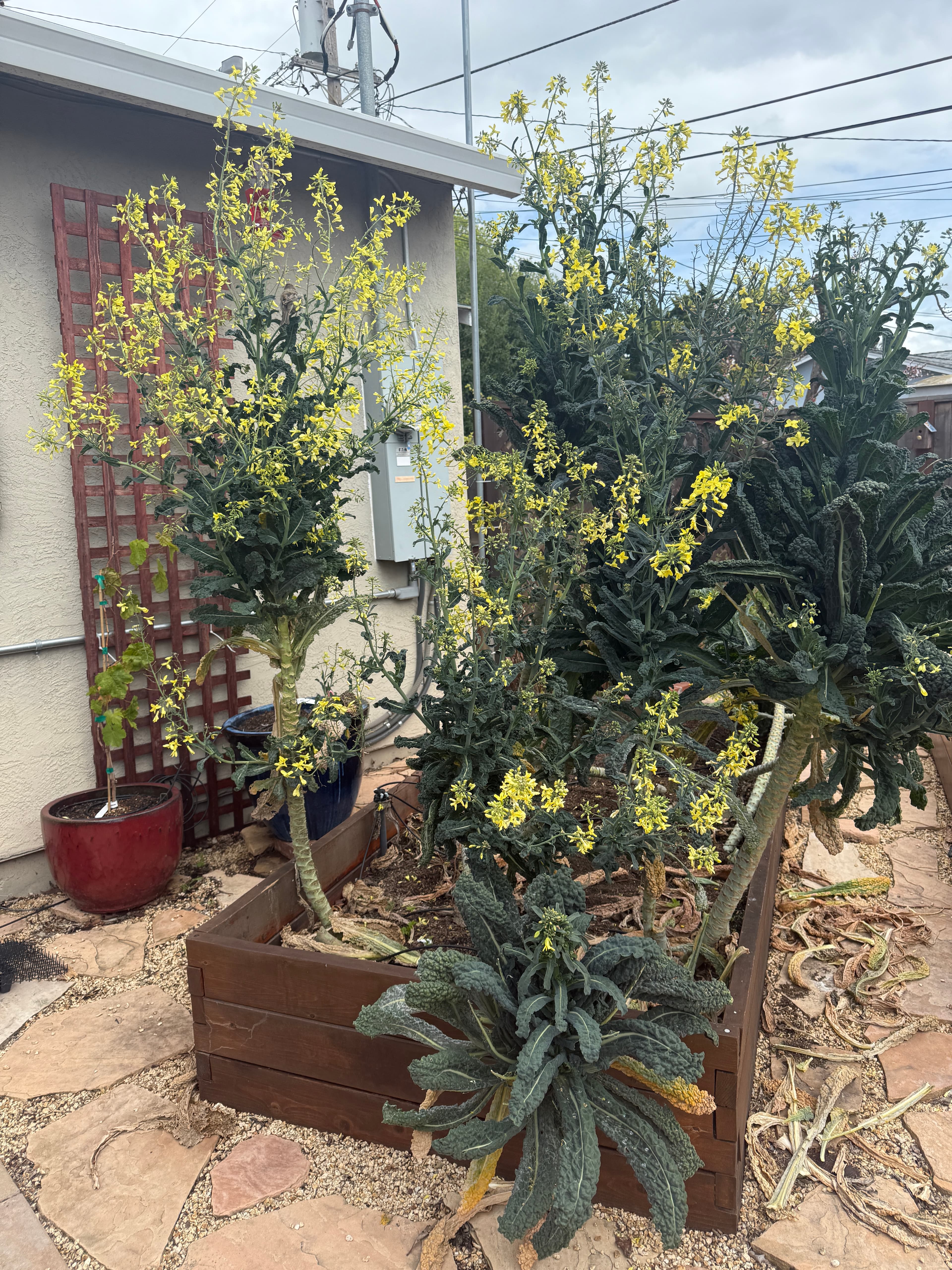 Tall kale at Our Fremont Farm