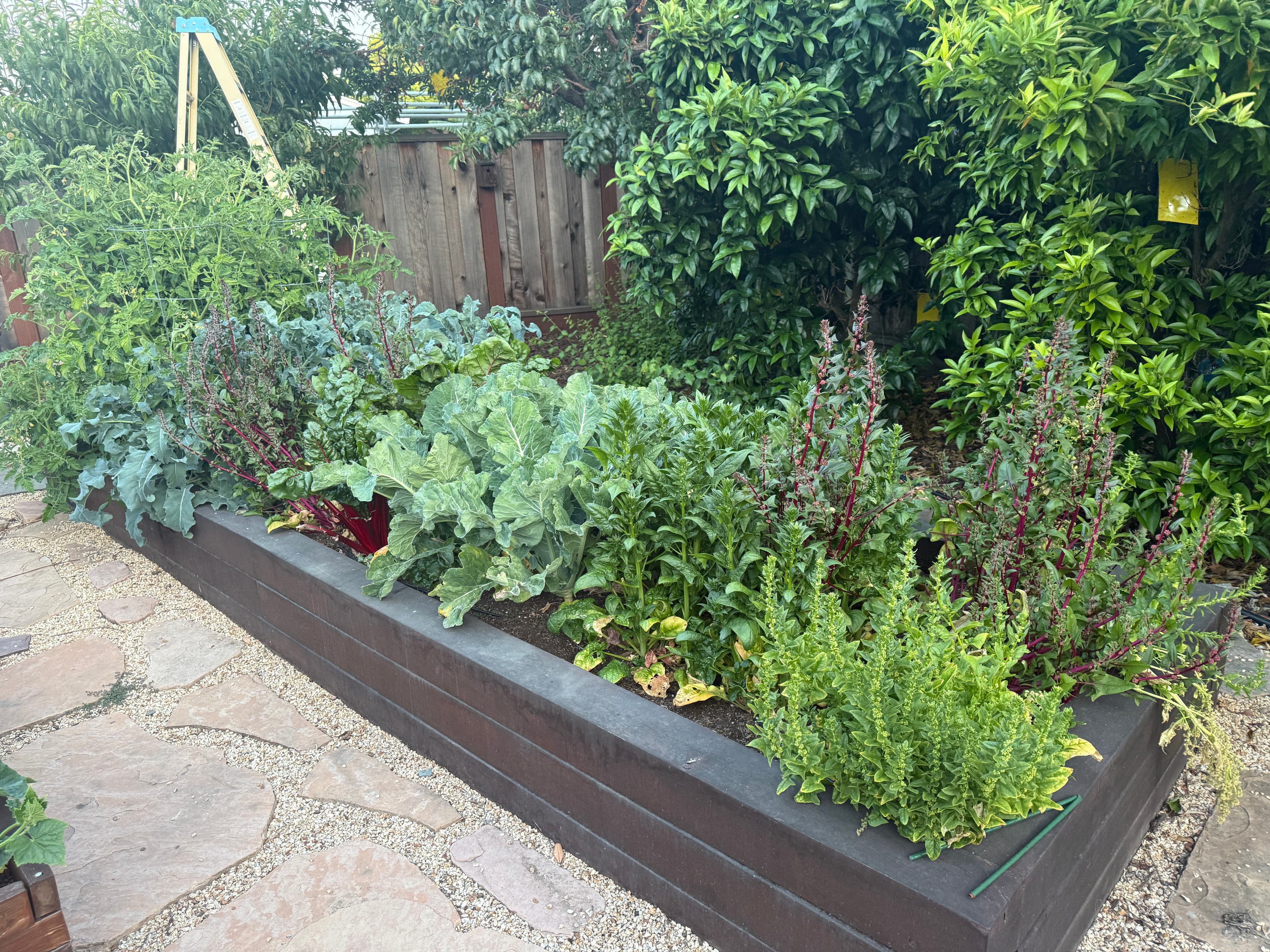 Raised garden bed with various vegetables at Our Fremont Farm