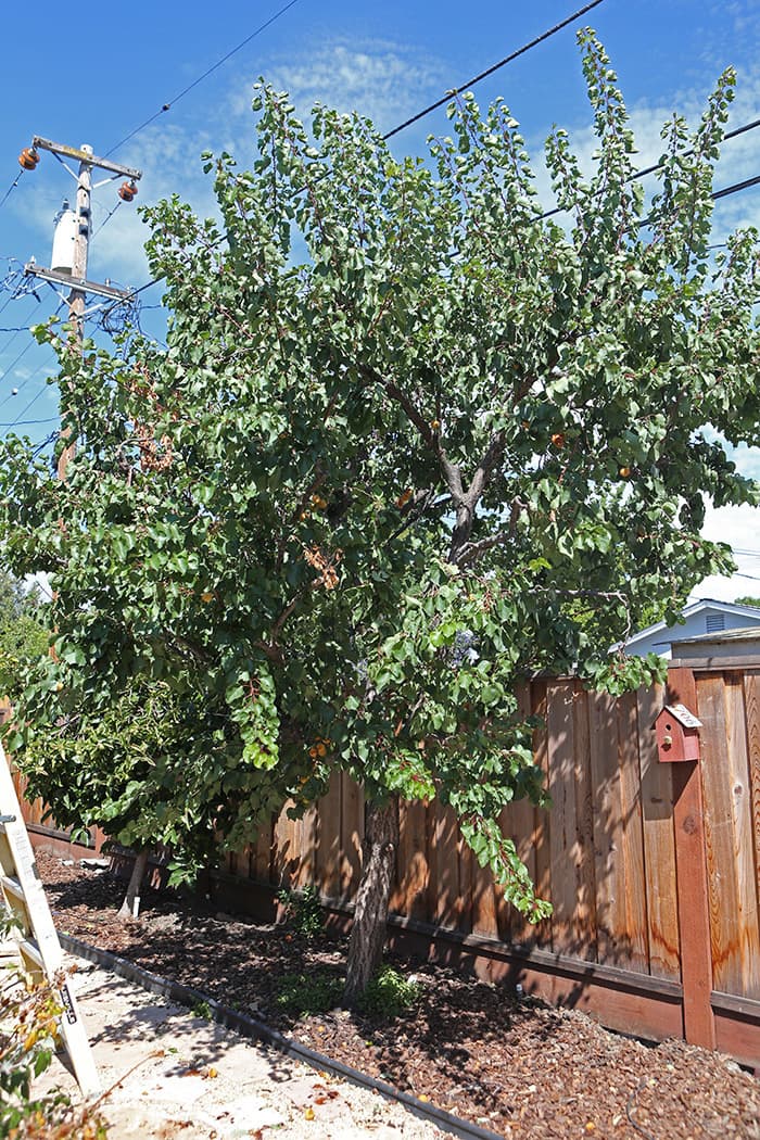 Cover Image for Apricot Tree is Going Well