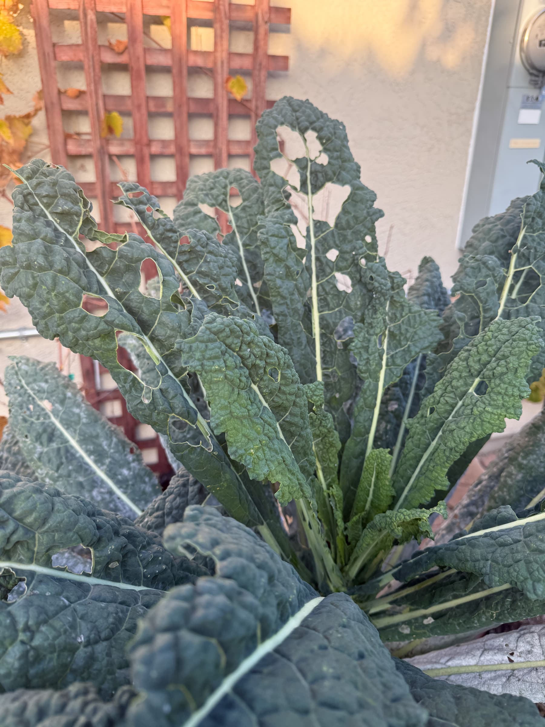 Cover Image for Birds Nibble at the Kale