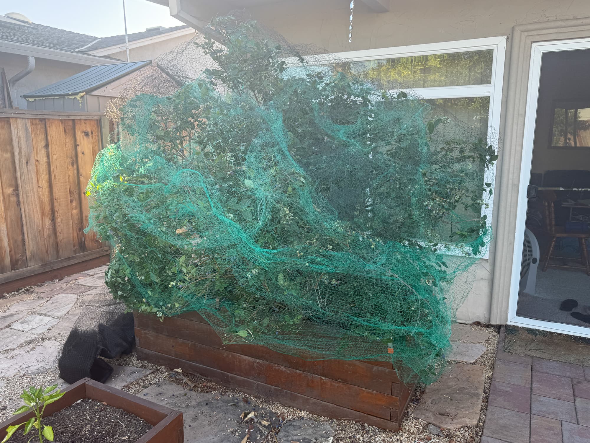 Cover Image for Keep the Birds Away from the Blueberries