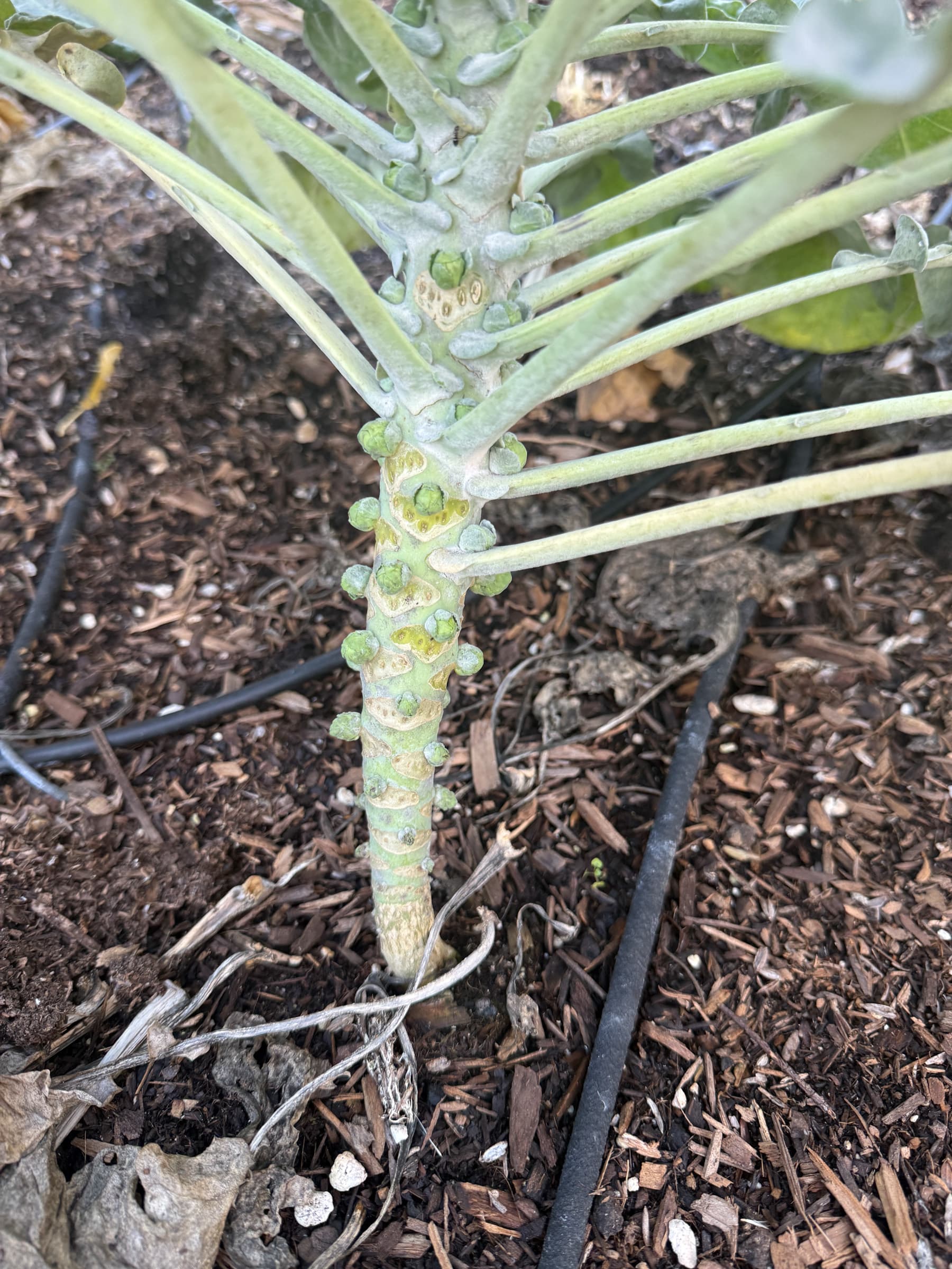 Cover Image for Second Try at These Not Going Well