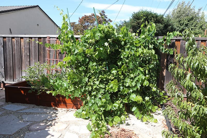 Cover Image for Grape Bush