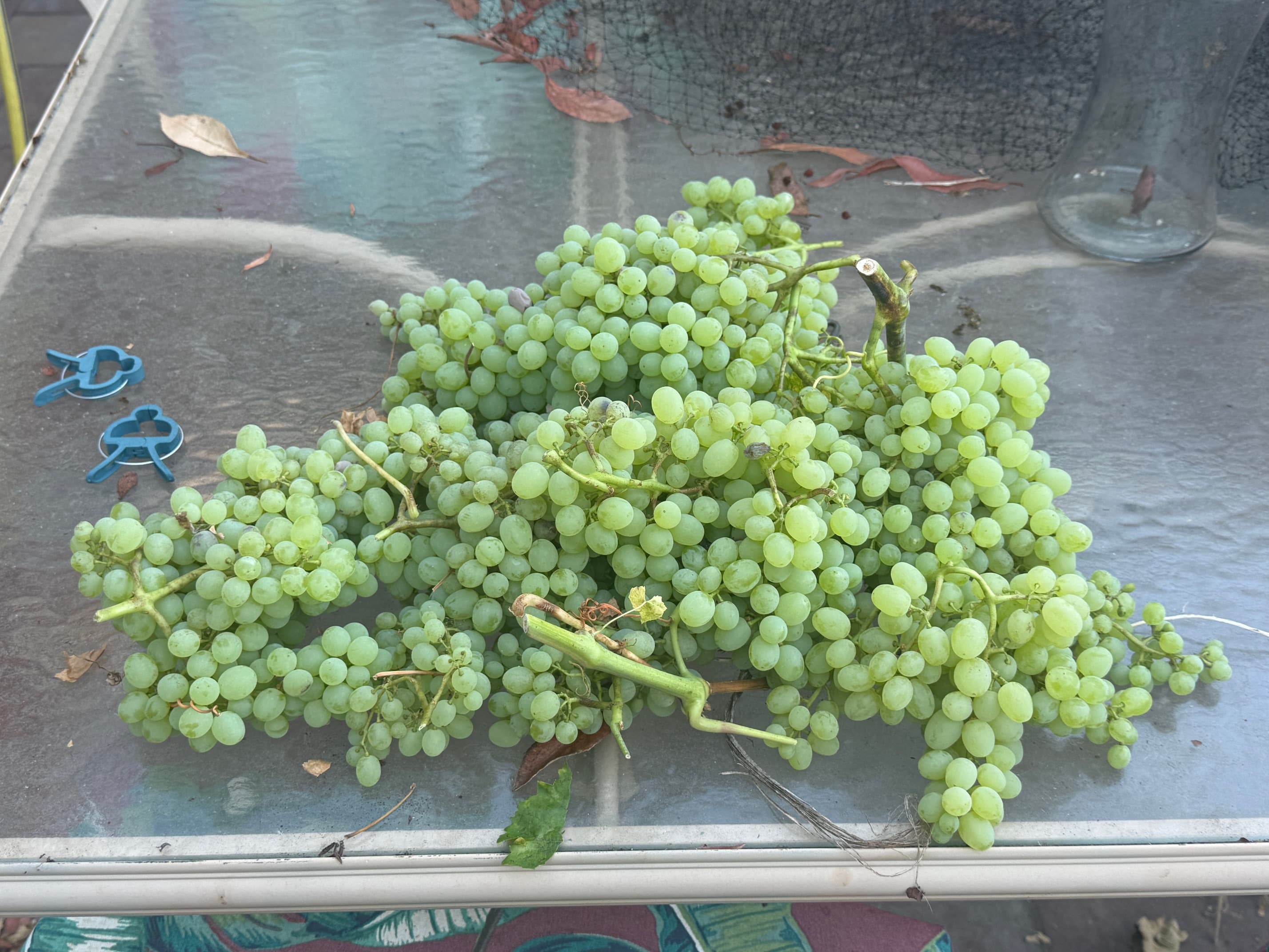 Grapes at Our Fremont Farm
