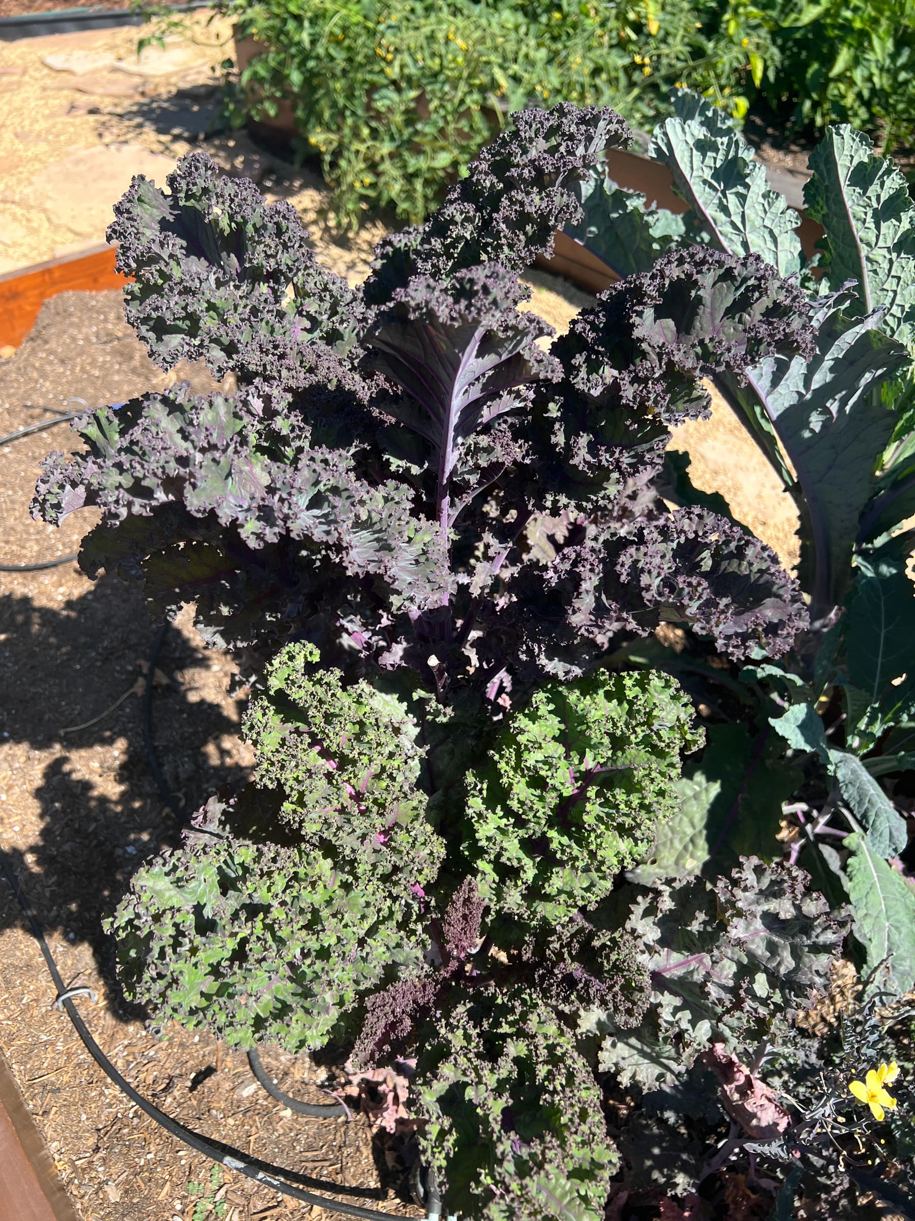 Cover Image for Various types of kale all grow well