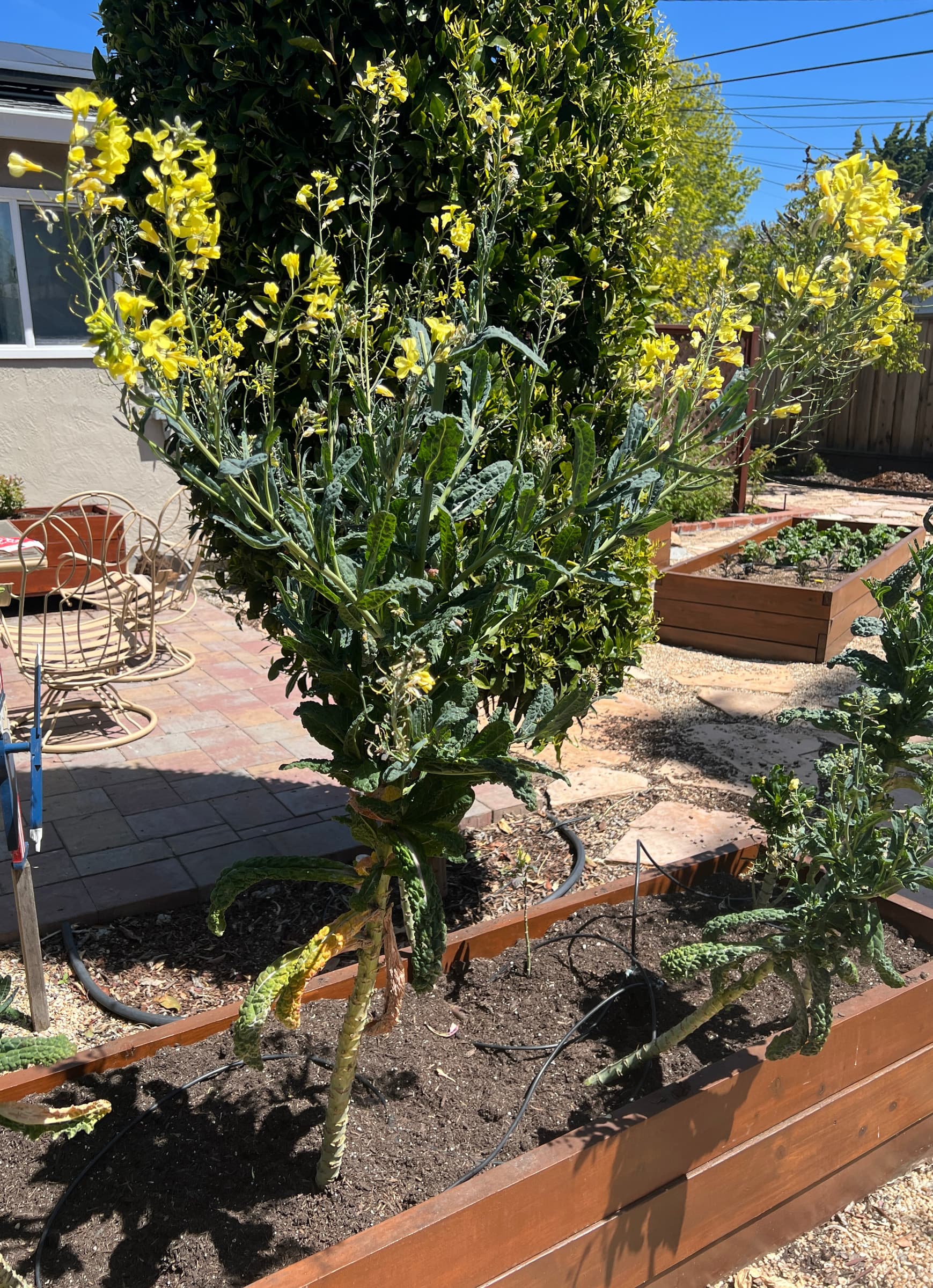 Cover Image for Overgrown kale still produces well