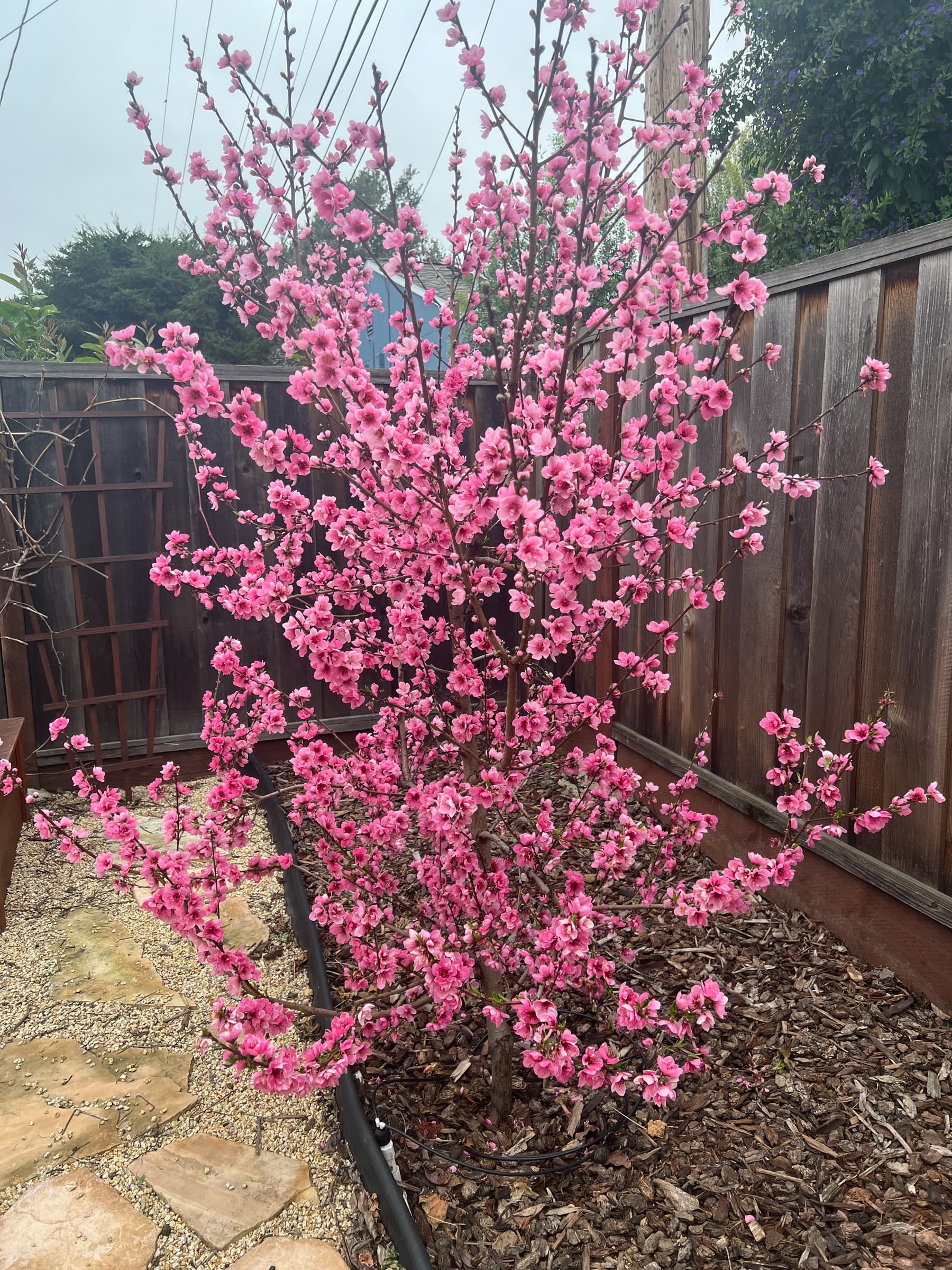 Second Photo for Gorgeous Nectarine Flowers