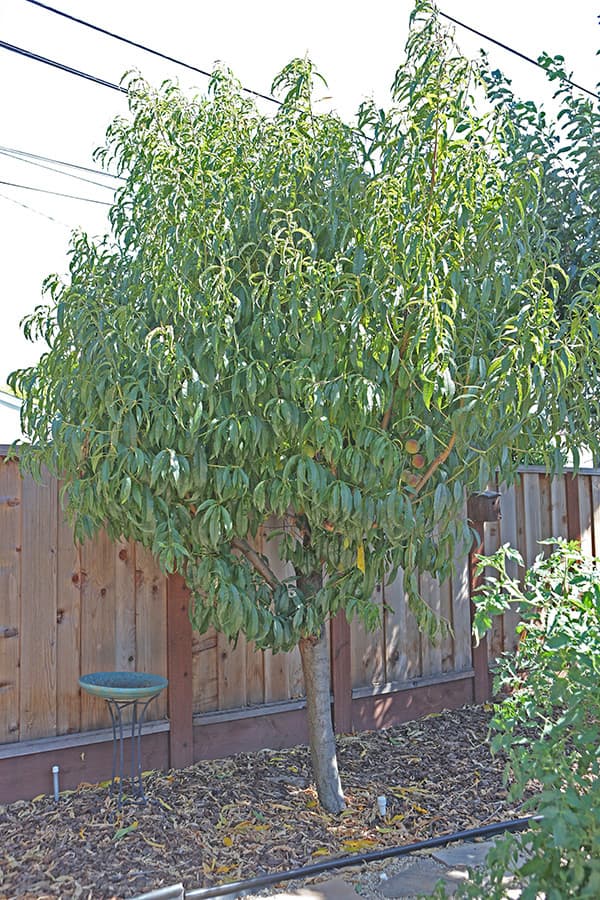 Cover Image for We'll Trim and Try Again in 2025