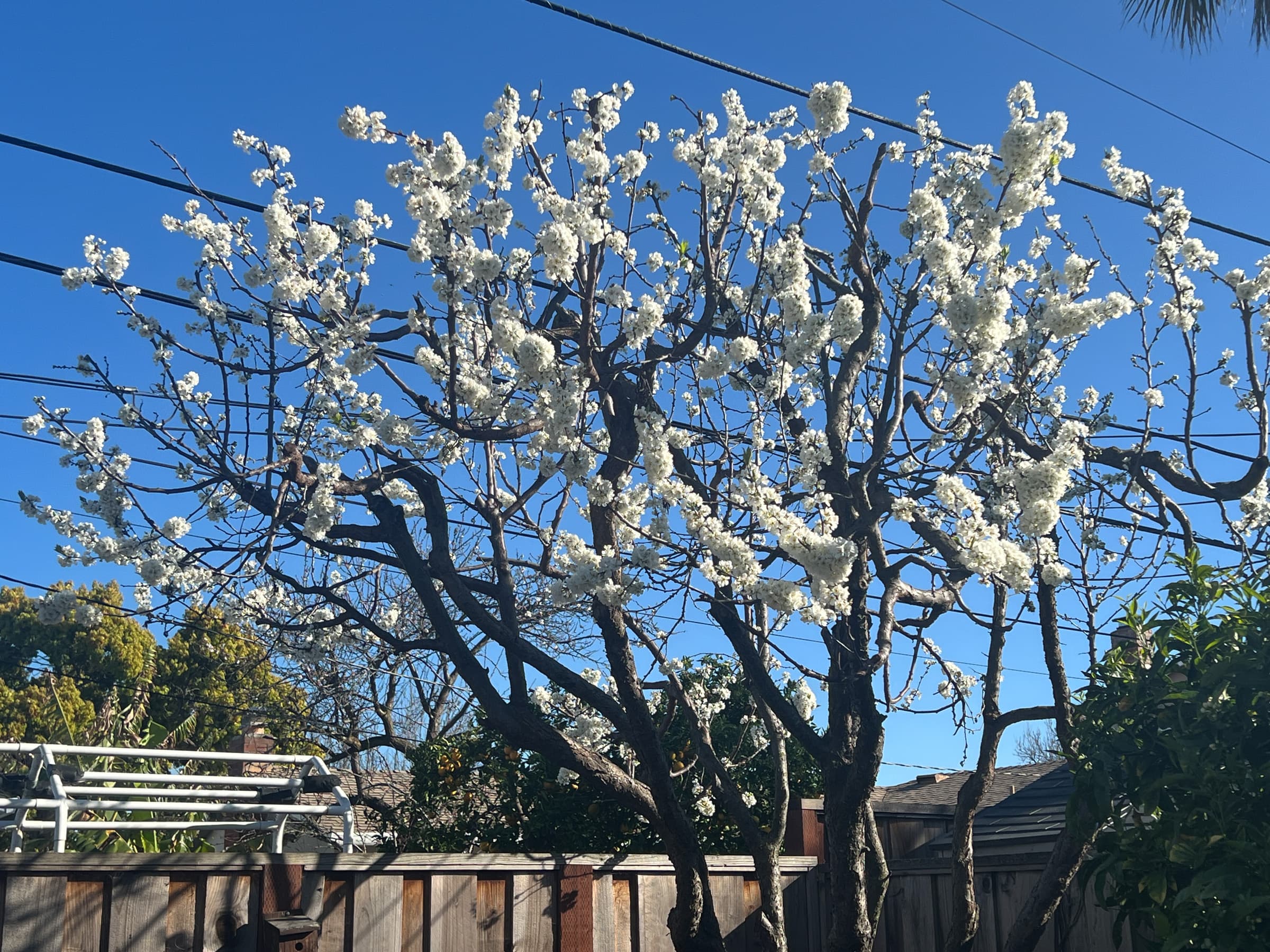 Pluot flowers at Our Fremont Farm