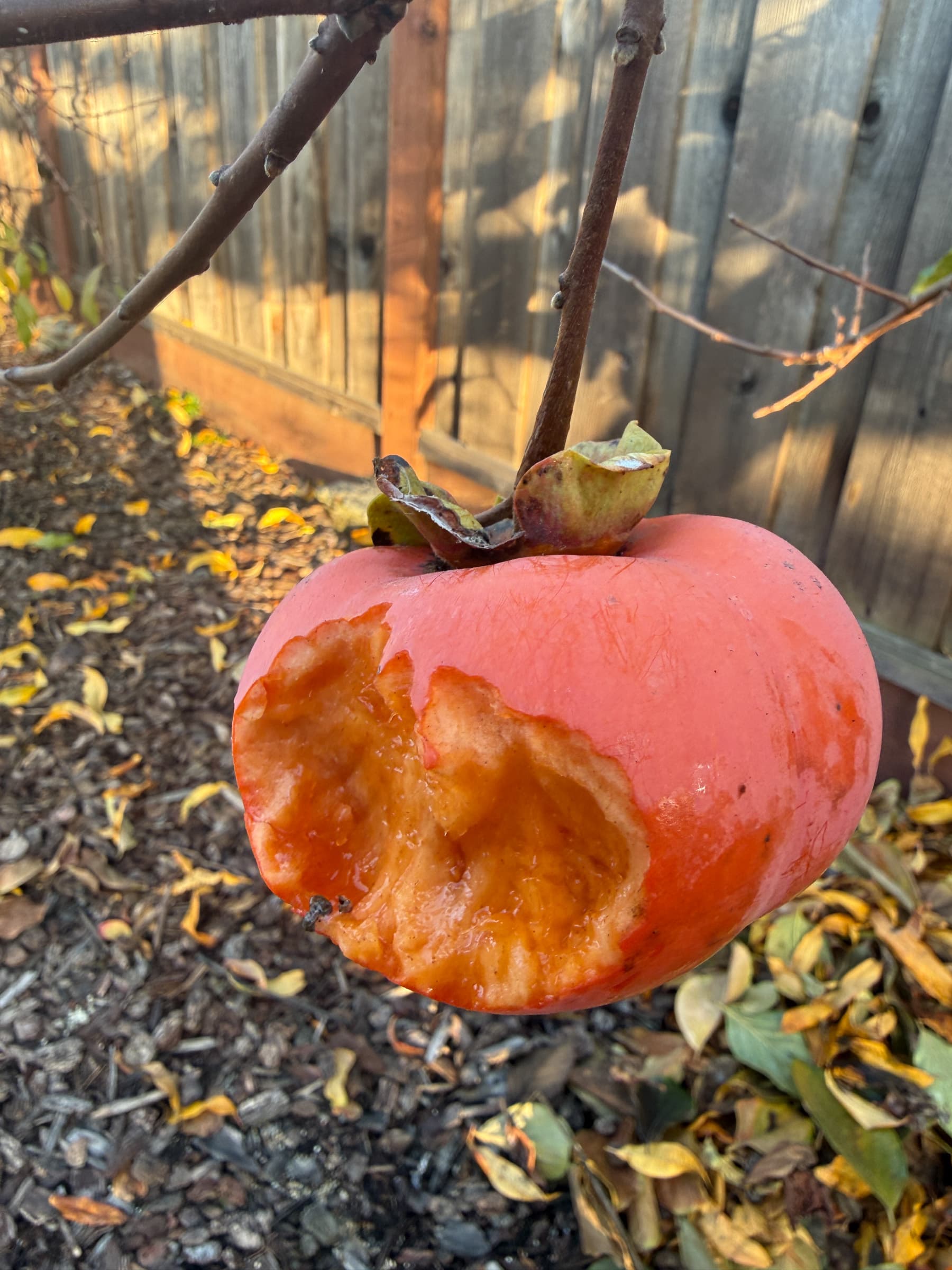 Cover Image for Who ate the last persimmon?