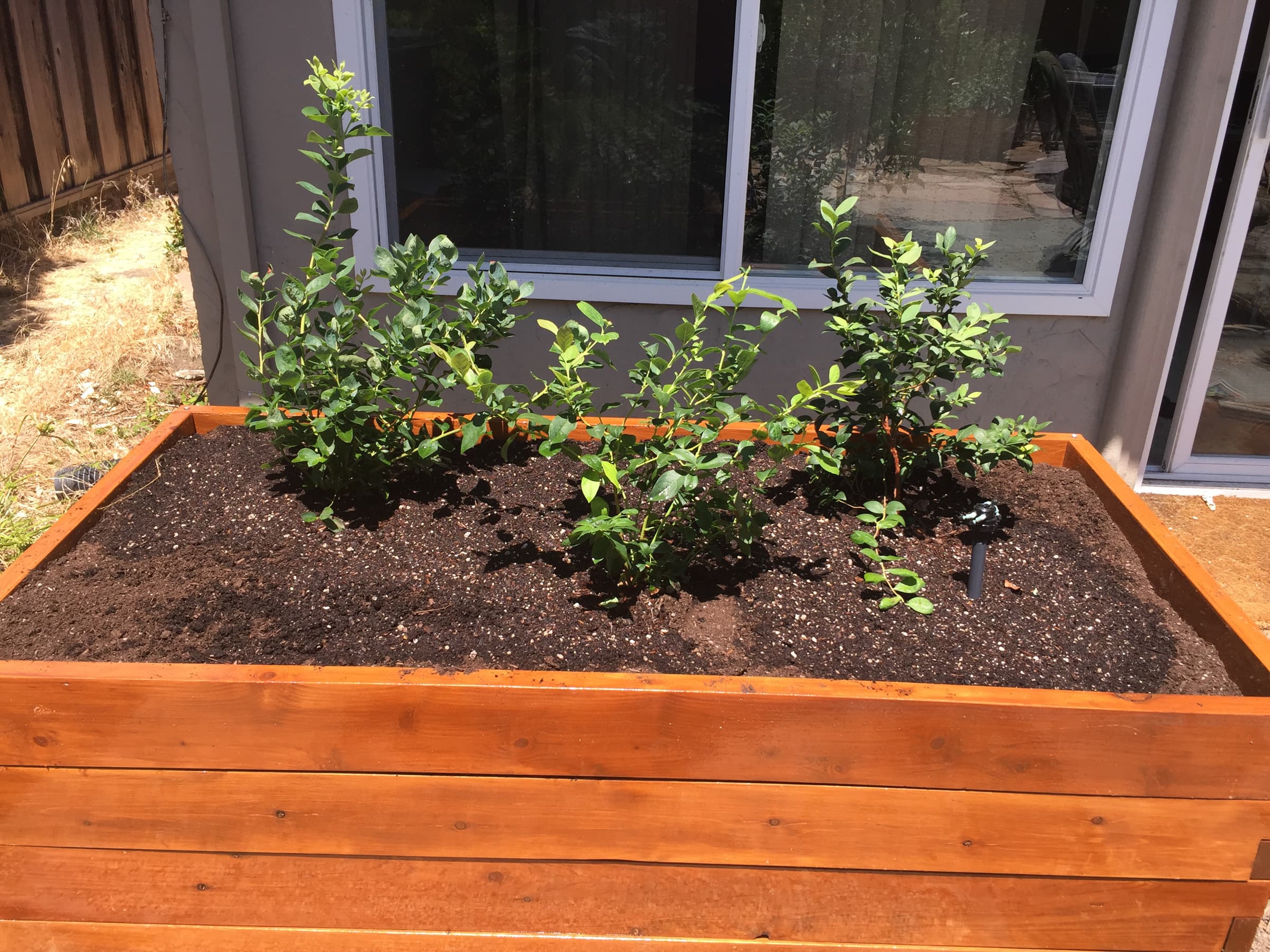 Cover Image for The First Blueberry Bush, Before and After