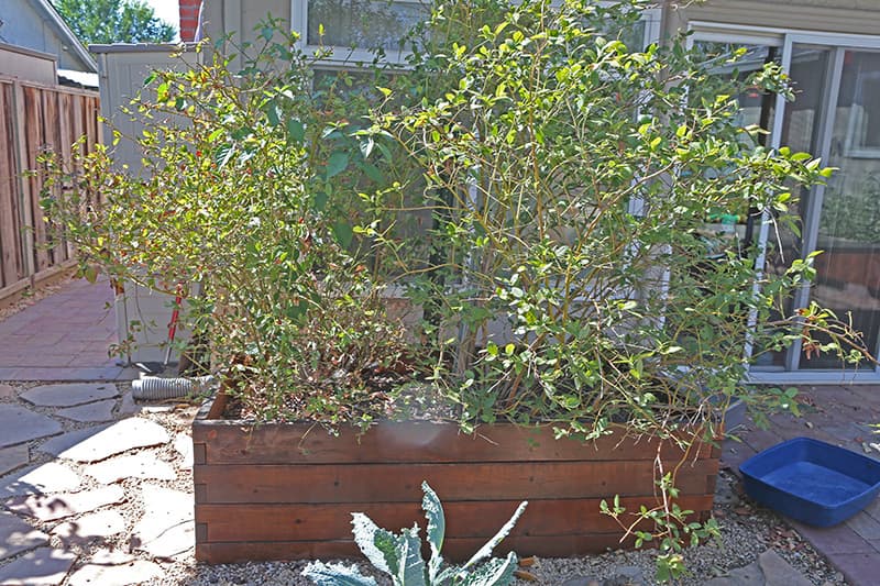 Second Photo for The First Blueberry Bush, Before and After
