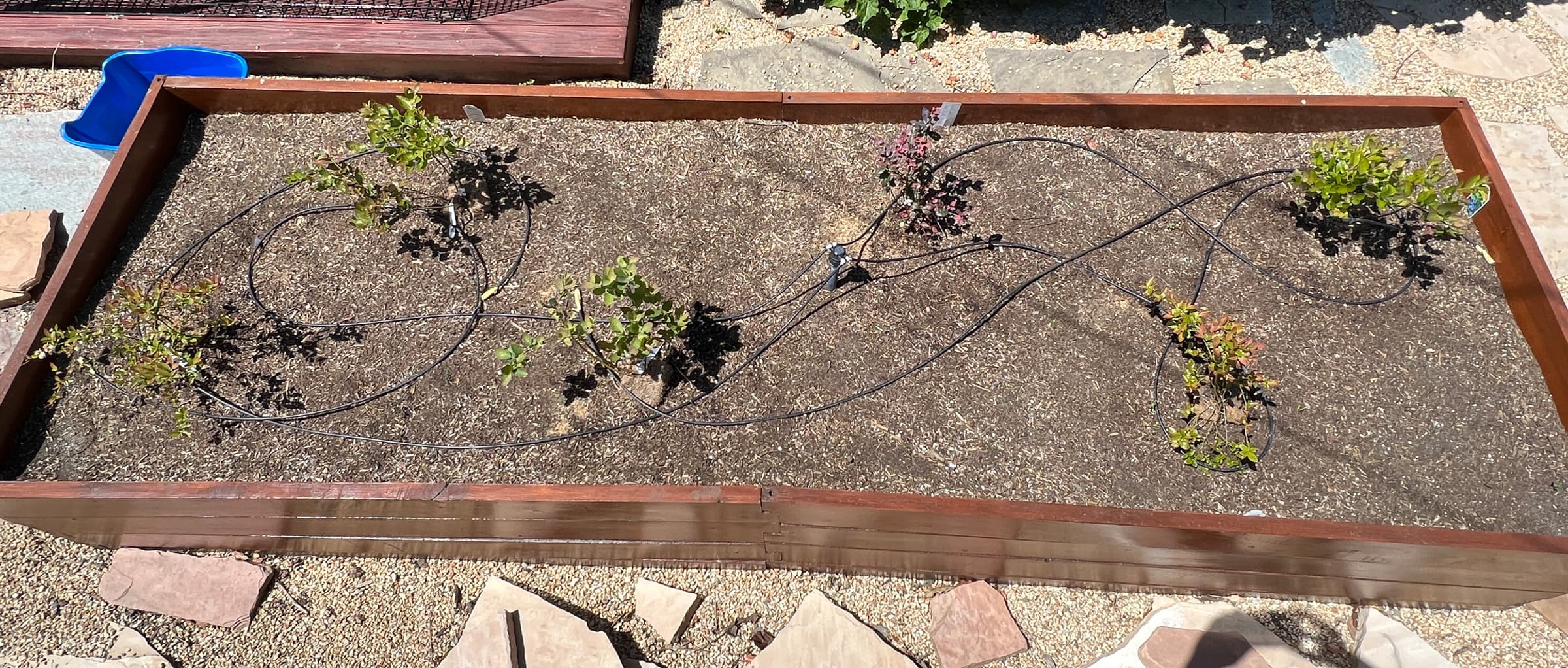 Cover Image for The New 4 by 12 Blueberry Box