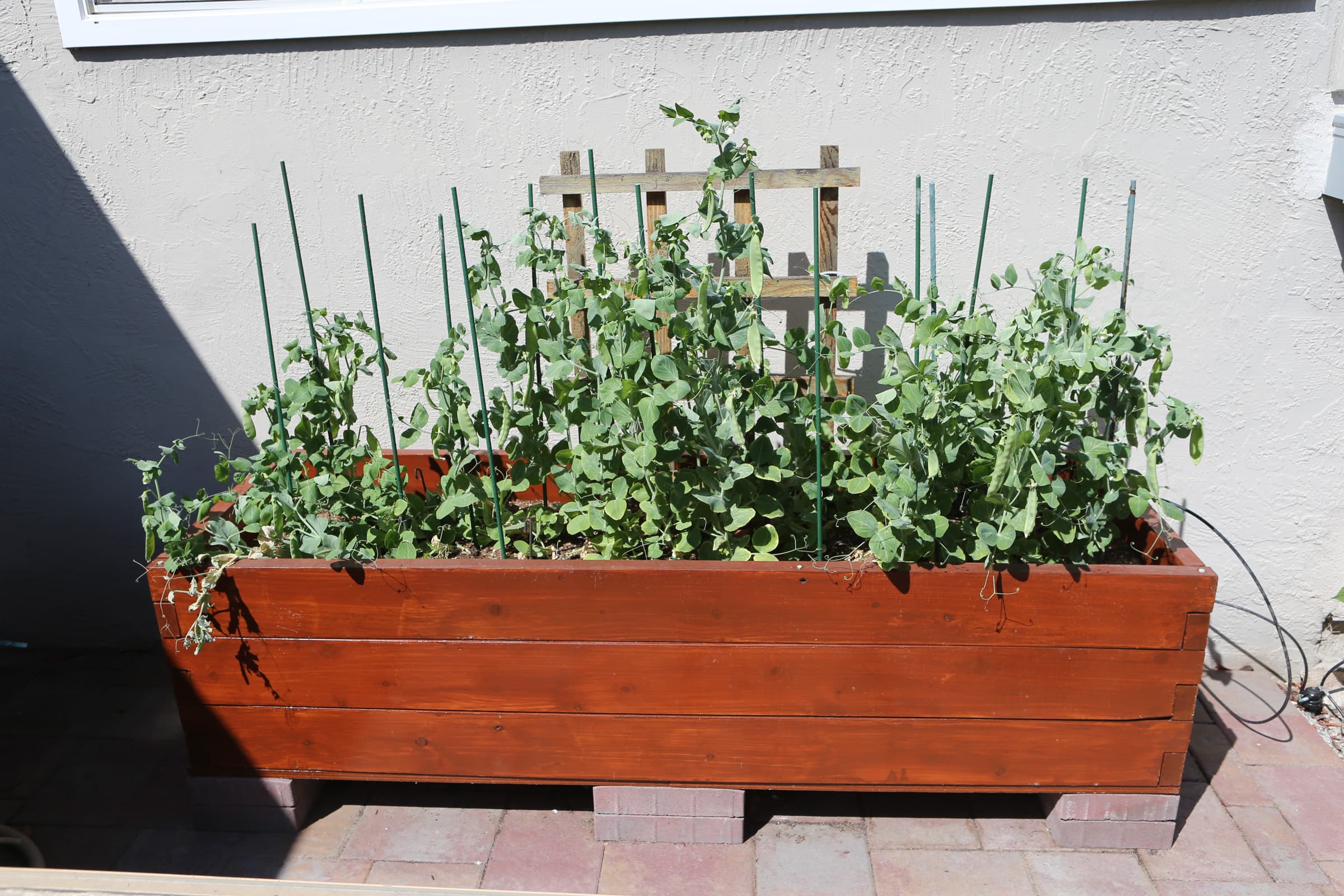 Cover Image for Pea plants before and after