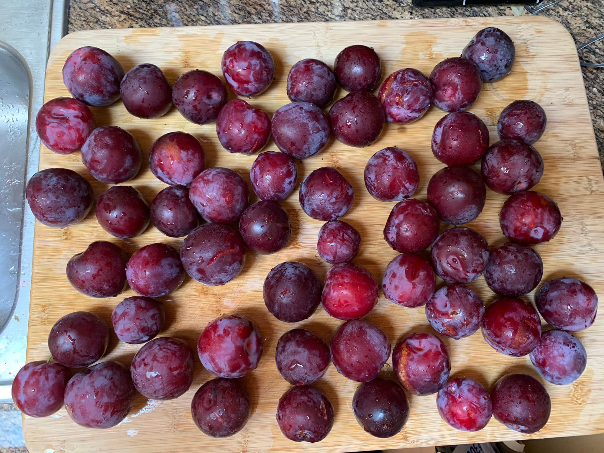 Plum tree at Our Fremont Farm