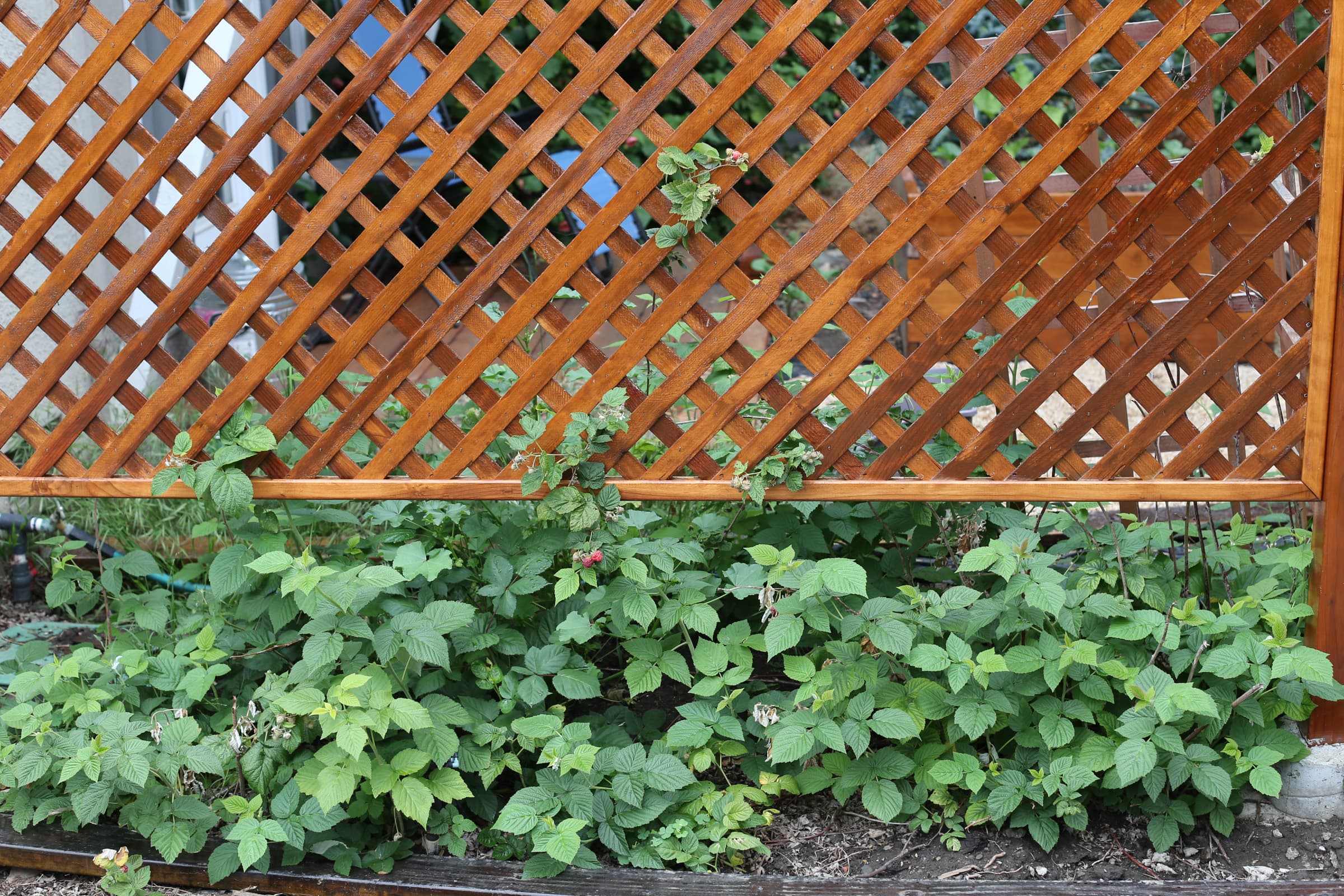 Cover Image for Raspberry Bush Starting to Take Hold in 2023