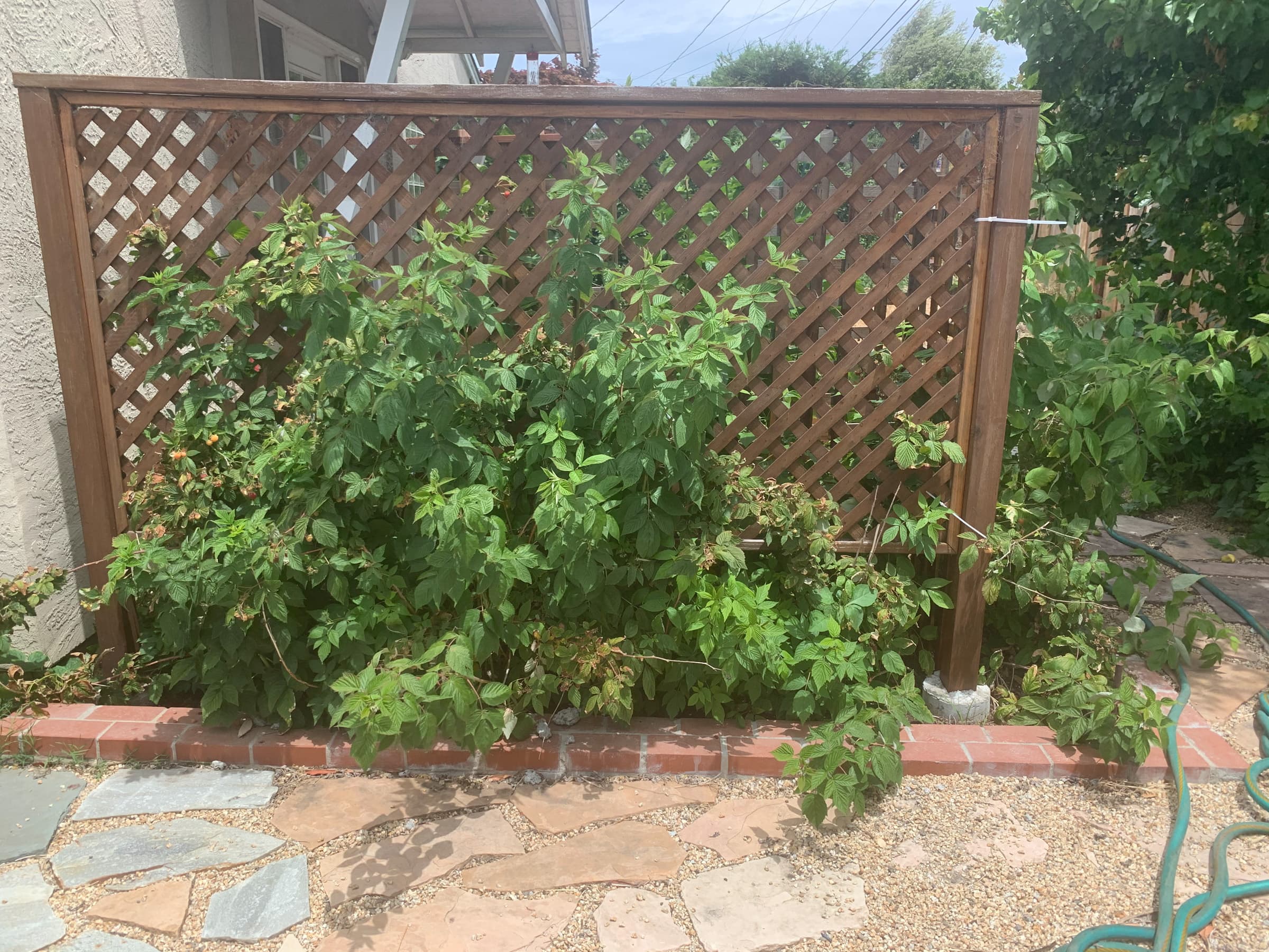 Second Photo for Raspberry Bush Starting to Take Hold in 2023