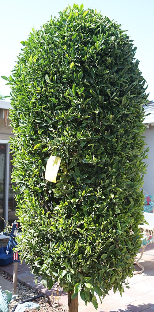 Cover Image for Our First Tangerine Tree