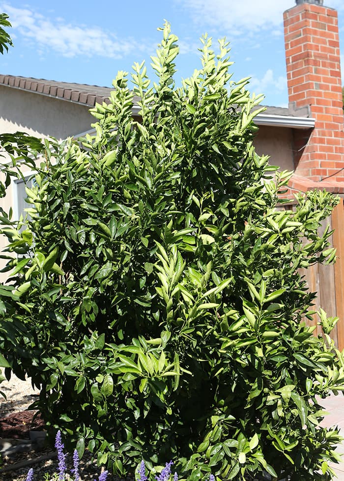 Second Photo for First of two tangerine trees producing well
