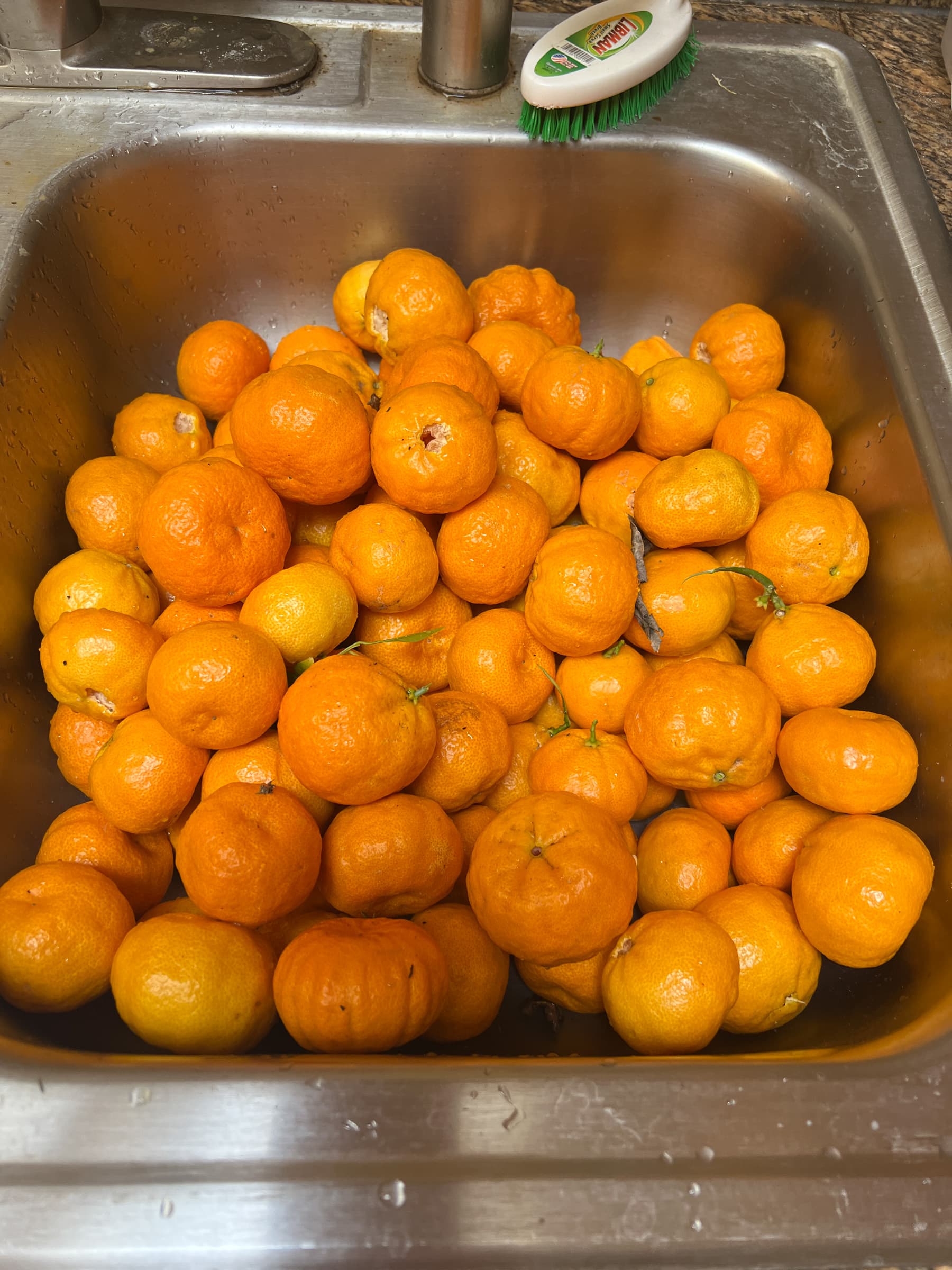 Cover Image for First of two tangerine trees producing well