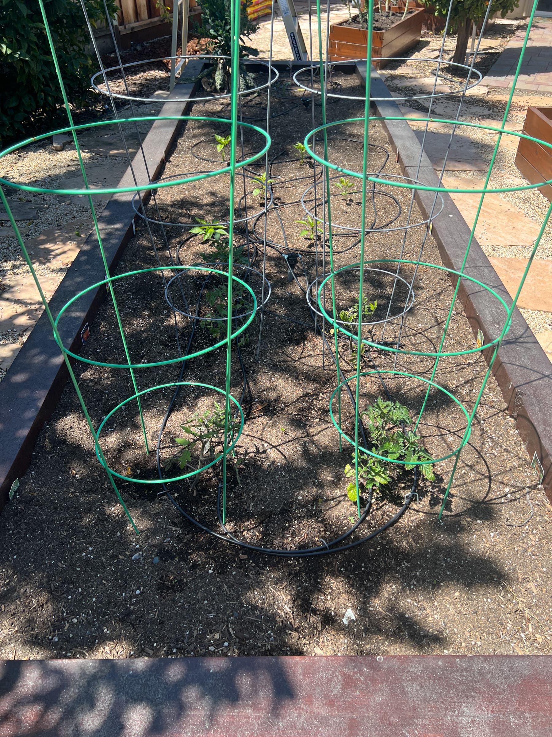 Cover Image for Quite a yield of tomatoes in 2025